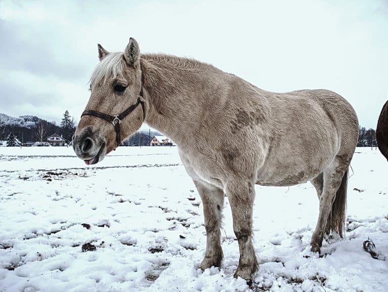 Isabella white horse in snow. Winter life in horse range. Thoroughbred horse. Beautiful horse.