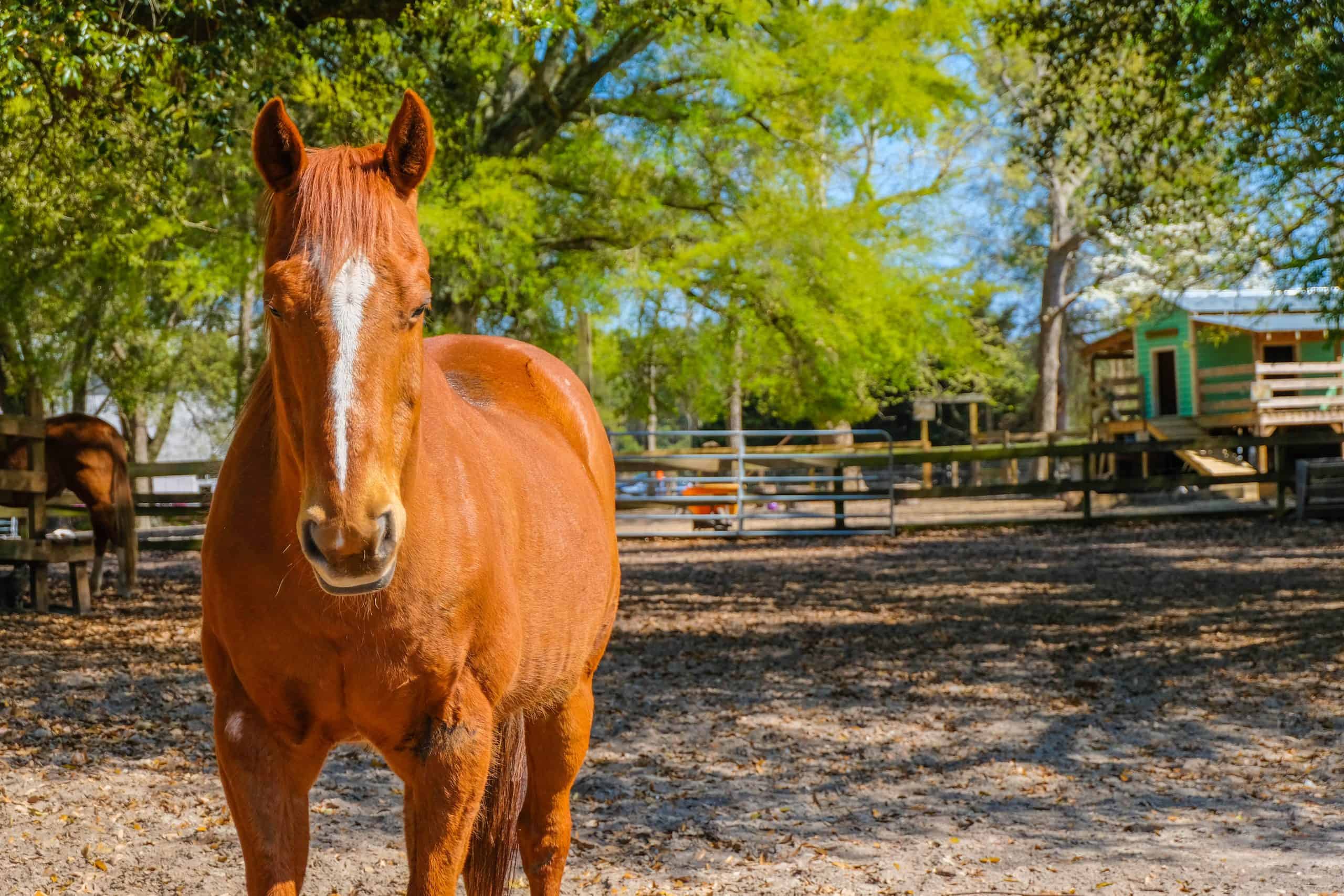 A rescue horse living on a rehabilitation ranch. South Carolina.