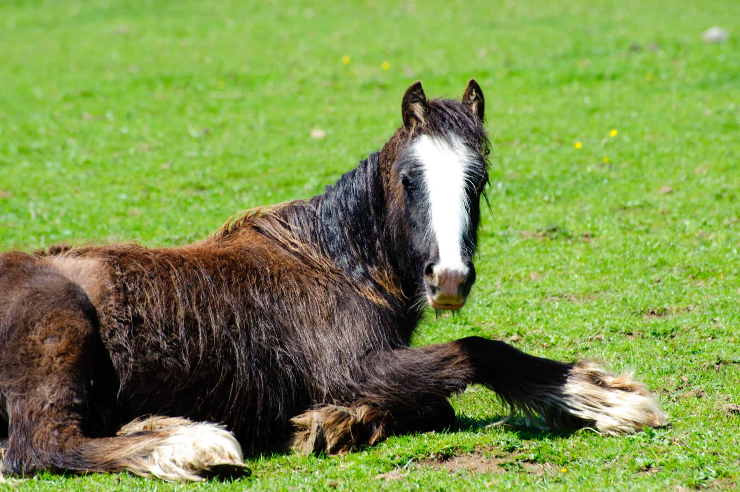 Rescued neglected horse resting and recovering in a green field.