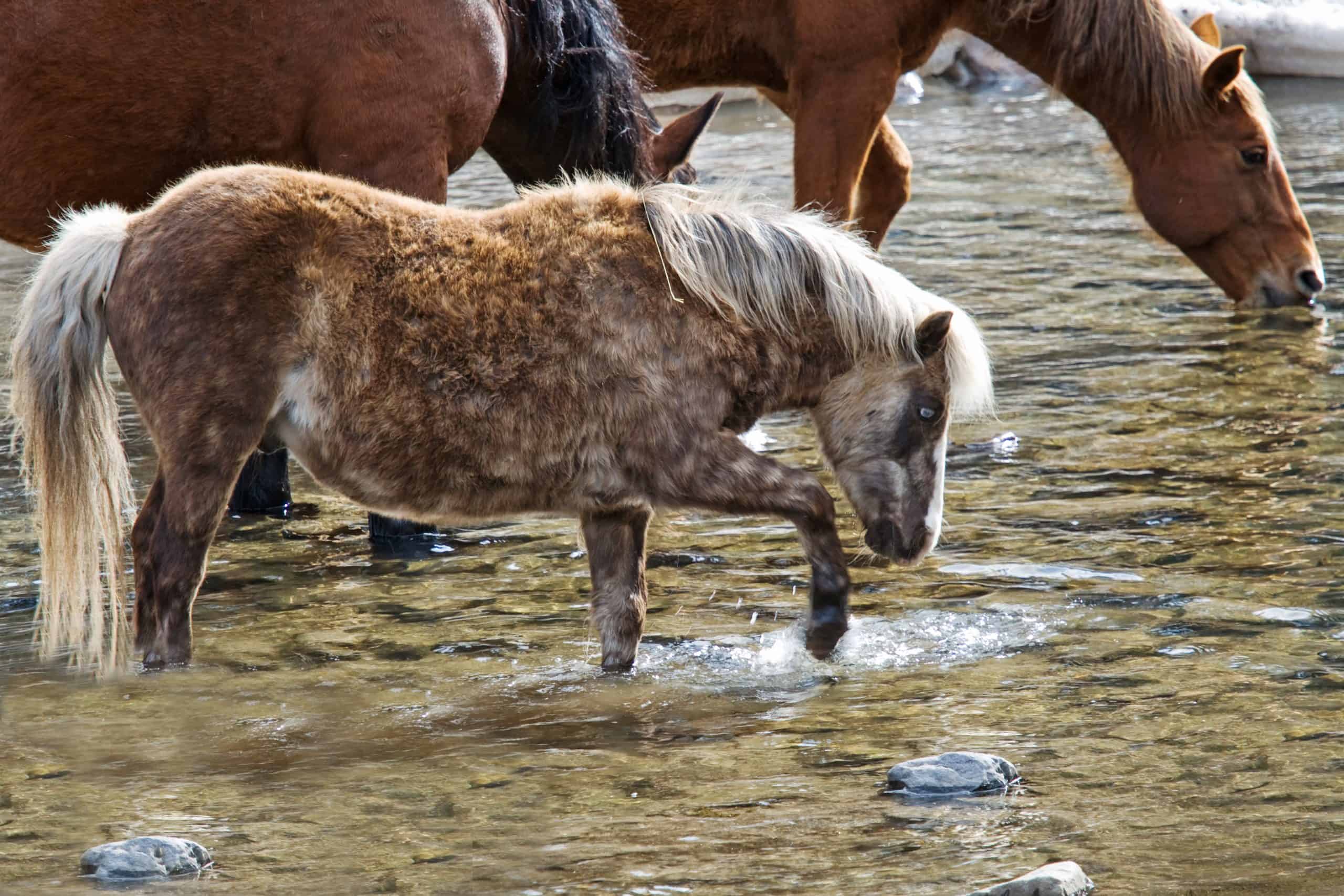 Dappled gray shetland pony pawing at water in stream while other horses are drinking in the background
