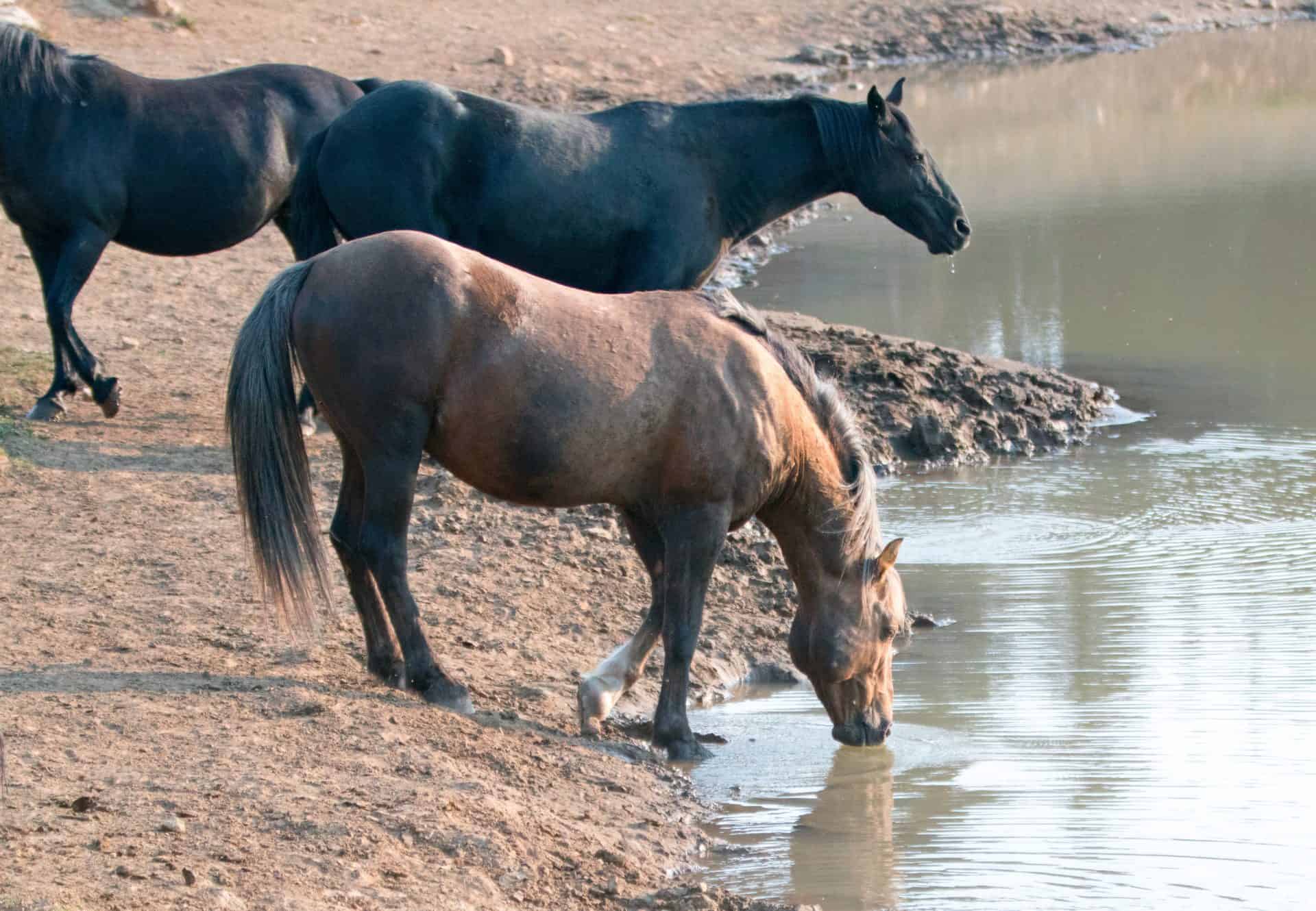 5 Ways to Make Sure Your Horse Drinks Enough Water