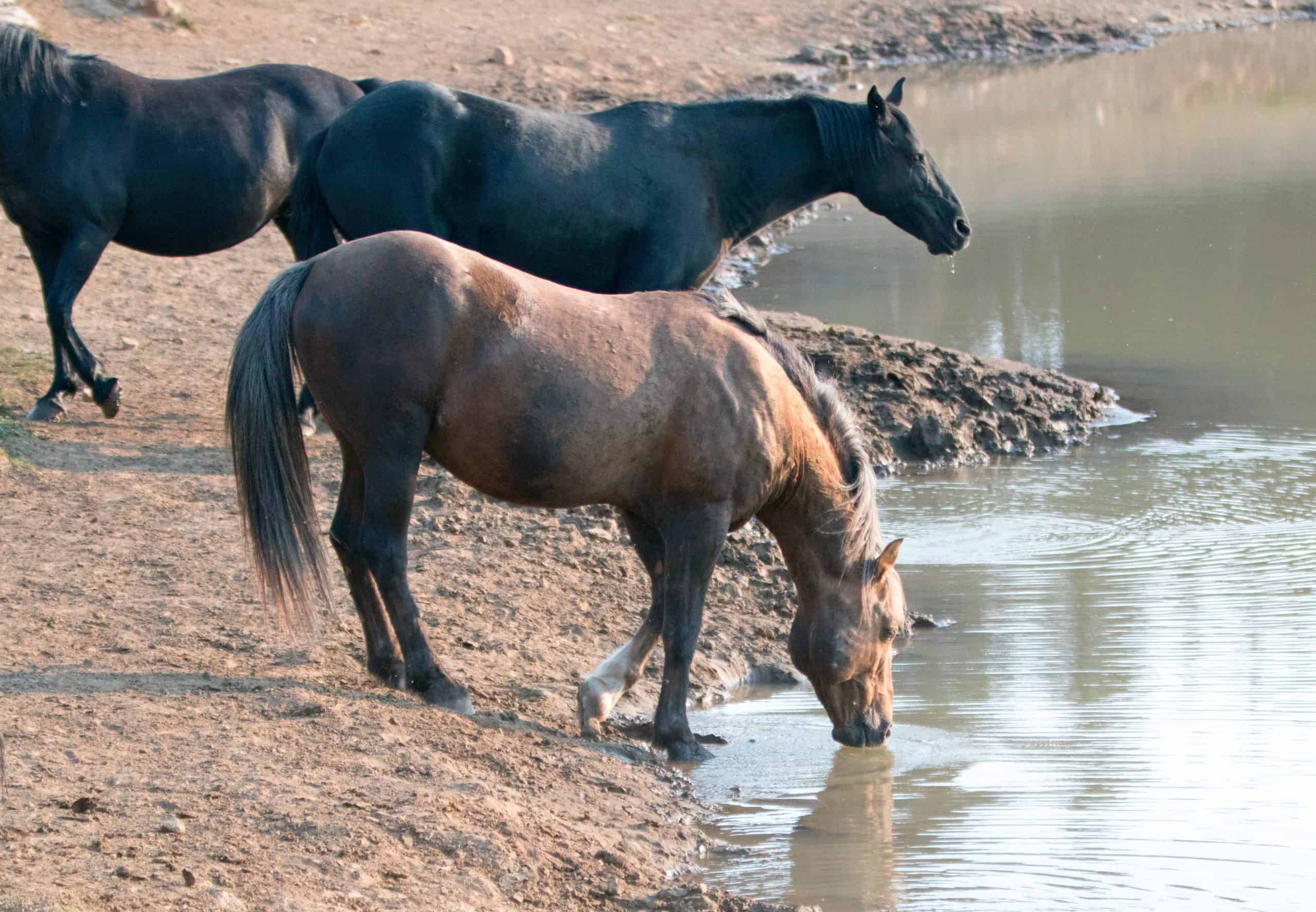 Sooty Palomino stallion drinking water at waterhole with herd of wild horses at the waterhole in the Pryor Mountains Wild Horse Range in Montana United States