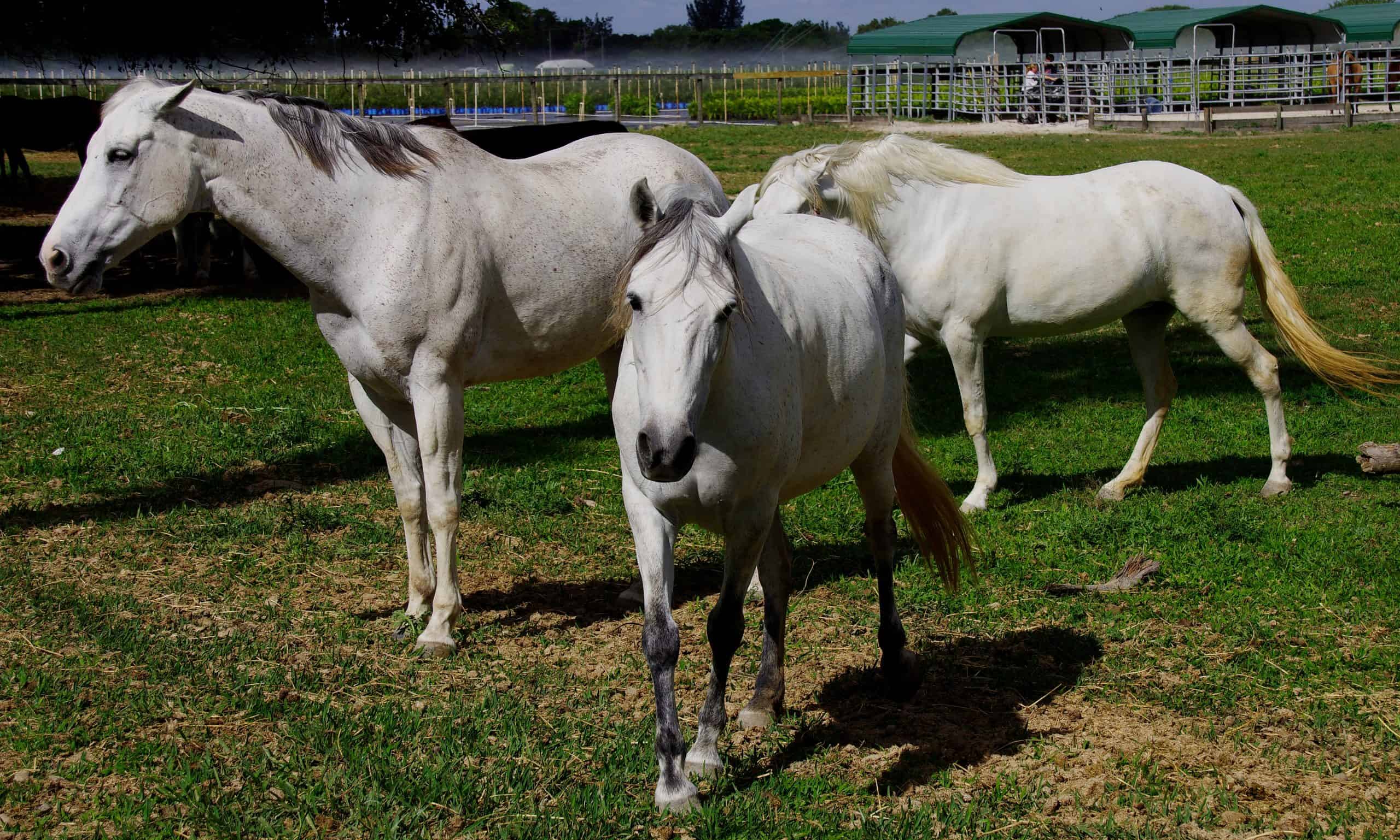 Three white horses at rescue shelter