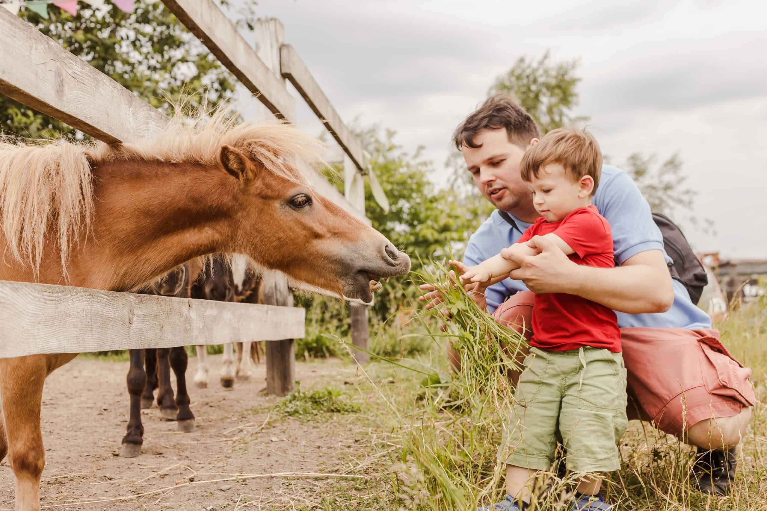 Toddler boy and his father feeding pony horse at animal farm. Outdoor fun for kids. Child feeds animal at pet zoo