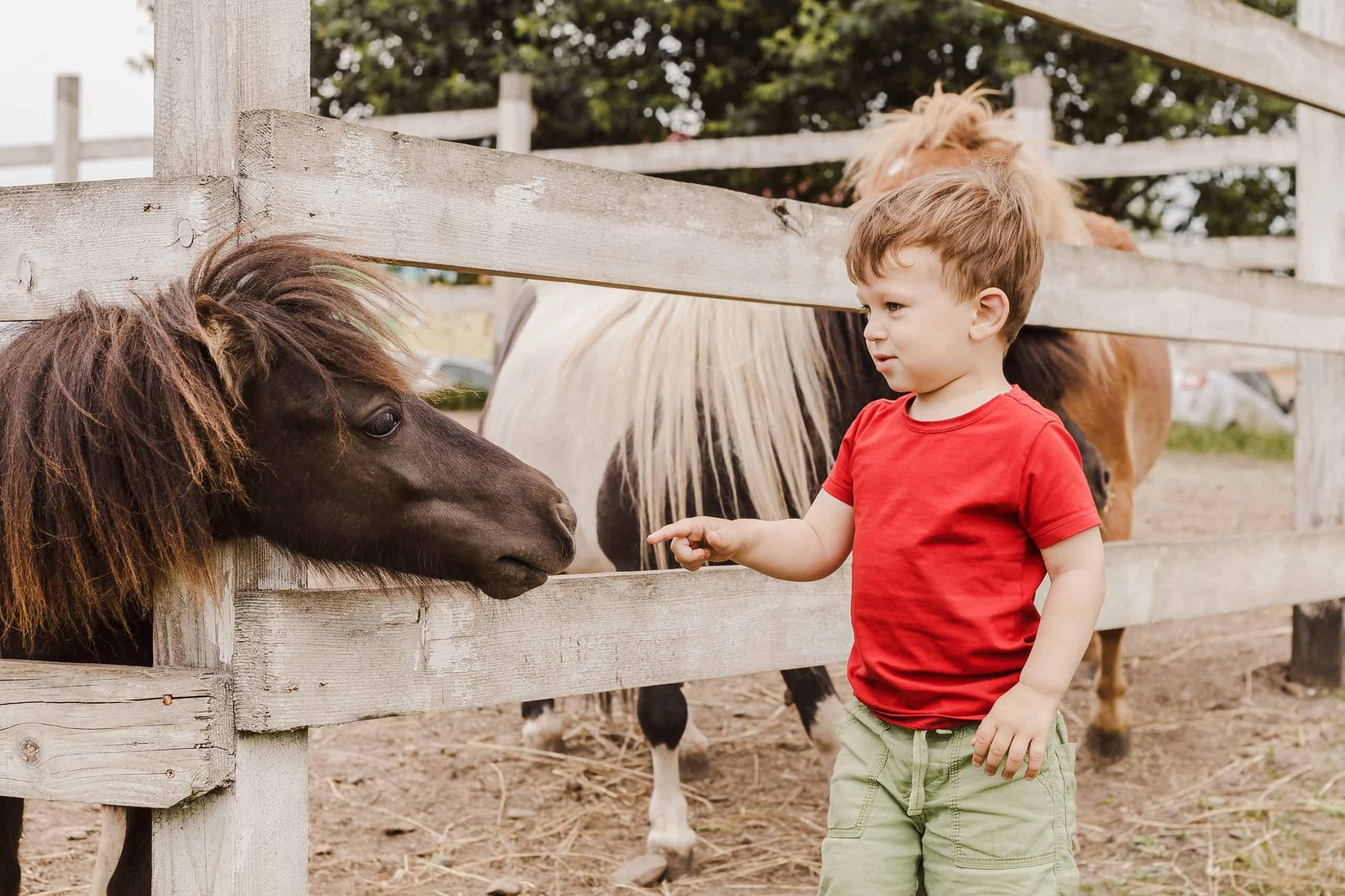 Toddler boy pointing his finger at pony horse at animal farm. Outdoor fun for kids. Child try to touch pony's nose