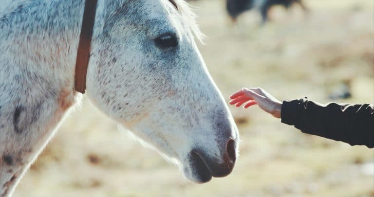 Woman hand petting white horse head Lifestyle animal and people friendship Travel concept