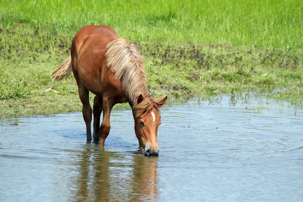 5 Ways to Make Sure Your Horse Drinks Enough Water