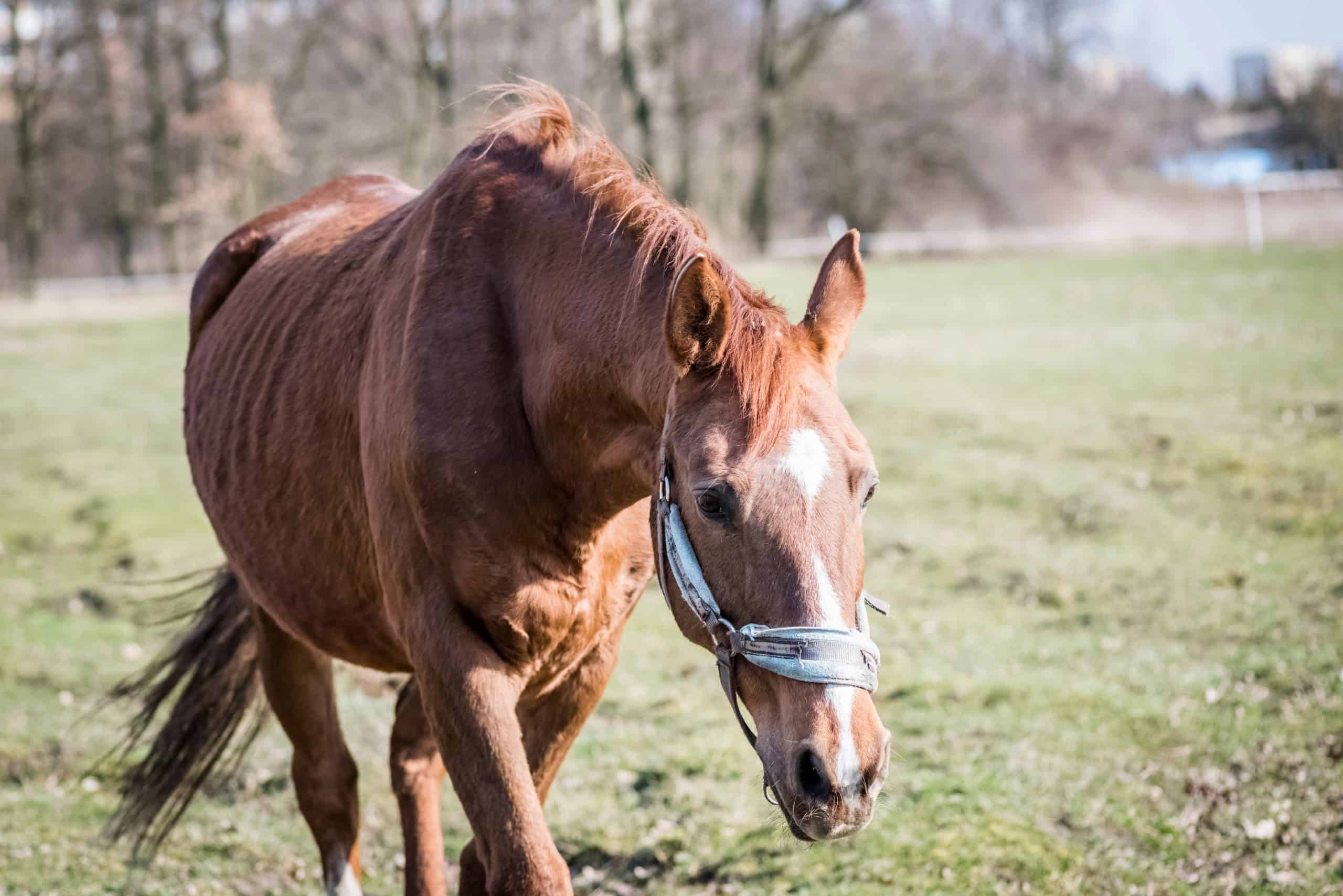 horses rescued from the slaughterhouse