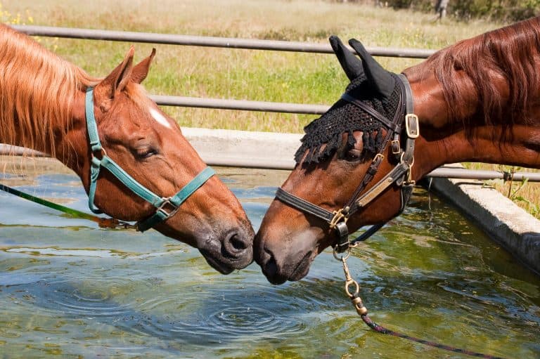 pair of saddlbred horses nose to nose at a water trough