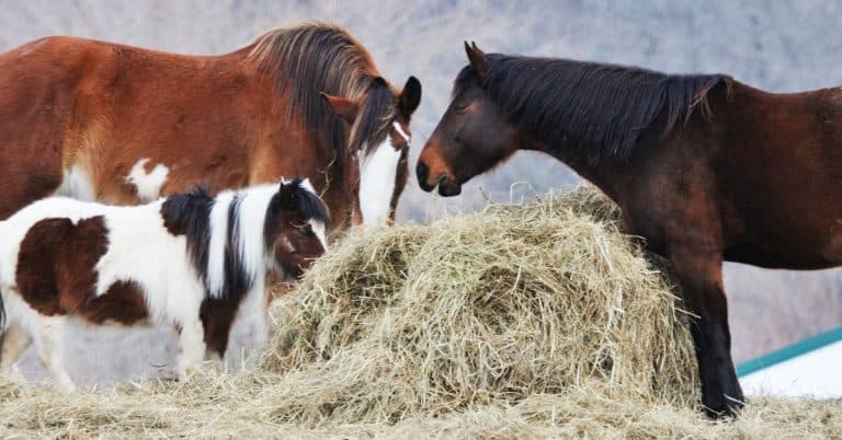 horse hay quality