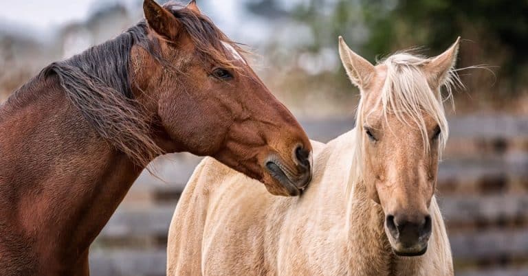 signs you're ready to start owning a horse