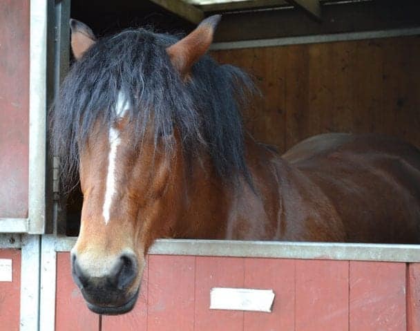 6 Tips For Managing A Horse On Stall Rest