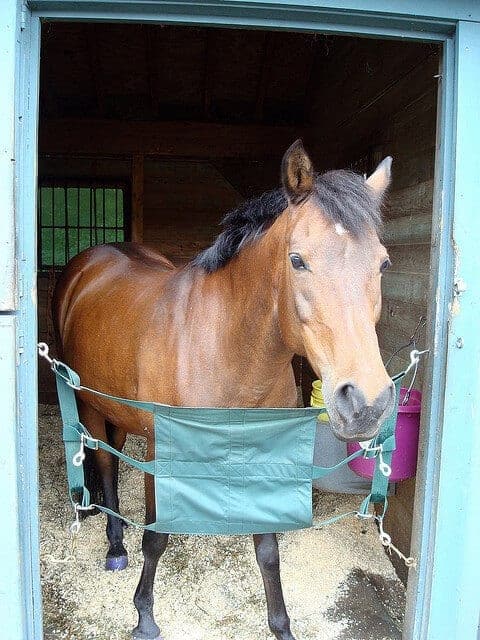 6 Tips For Managing A Horse On Stall Rest