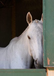 6 Tips For Managing A Horse On Stall Rest – iHeartHorses.com