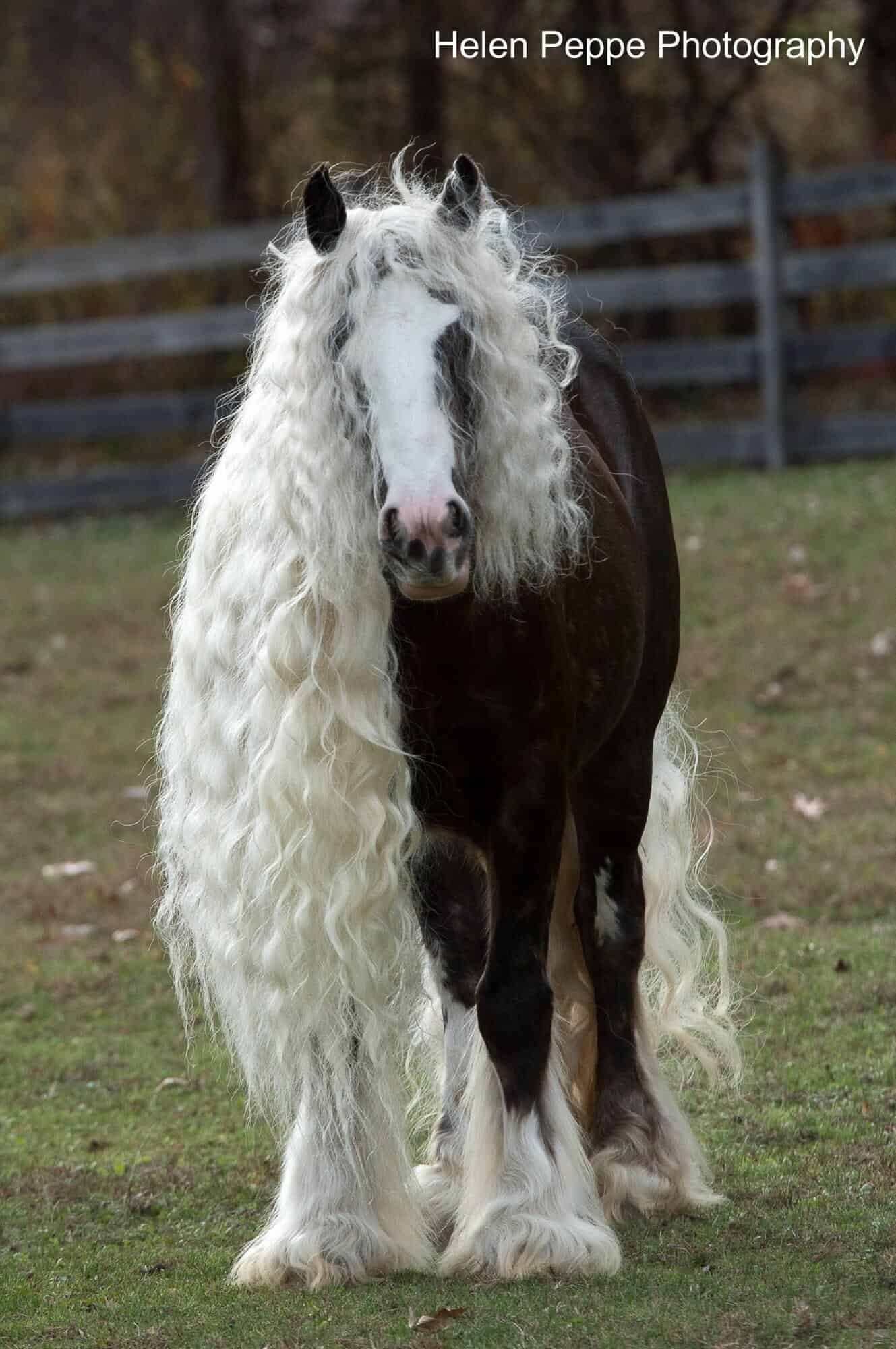 Photographic Mastery: Immortalizing the Graceful Flow of Horse Manes in ...