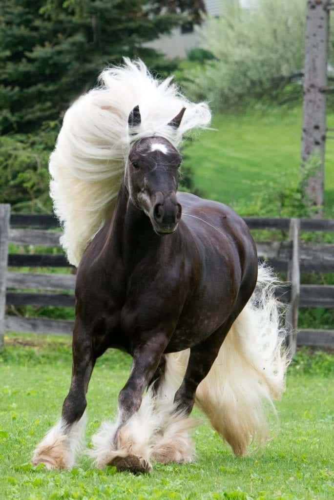 These Horses May Have The Most Beautiful Manes You’ve Ever Seen