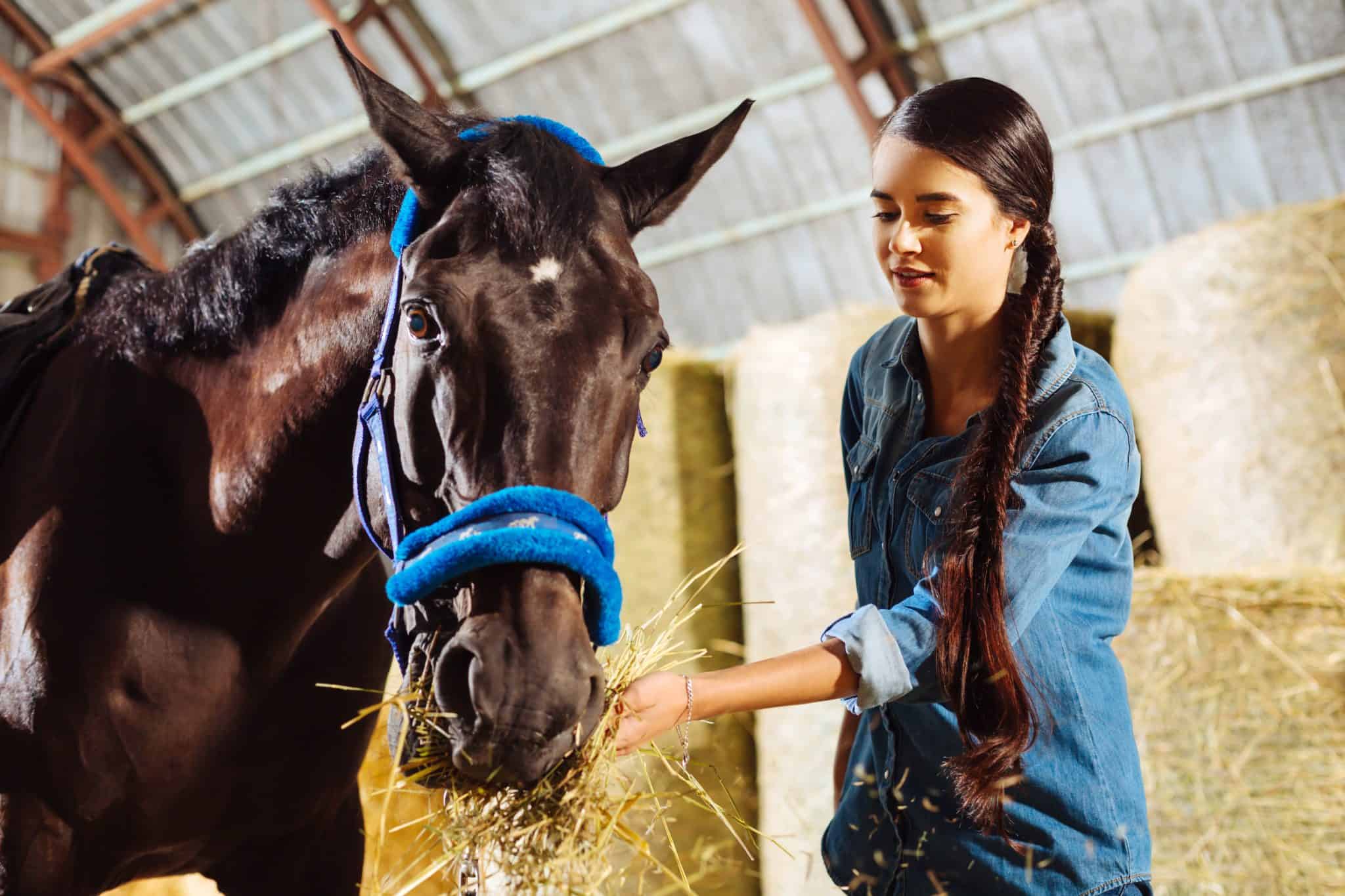 Got A Hard Keeper? Here Are 6 Tips To Help Your Horse Gain Weight