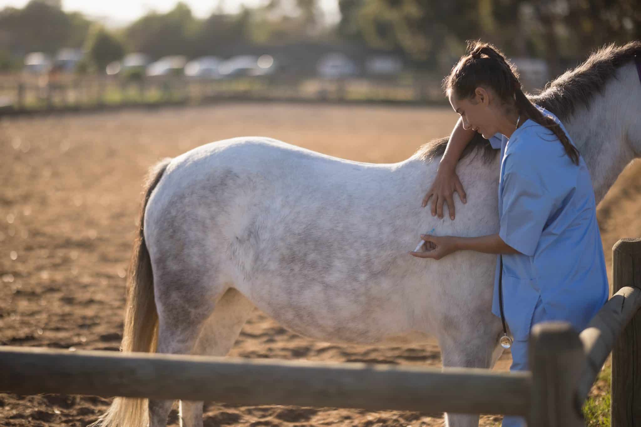 6 Weight Loss Tips For Horses