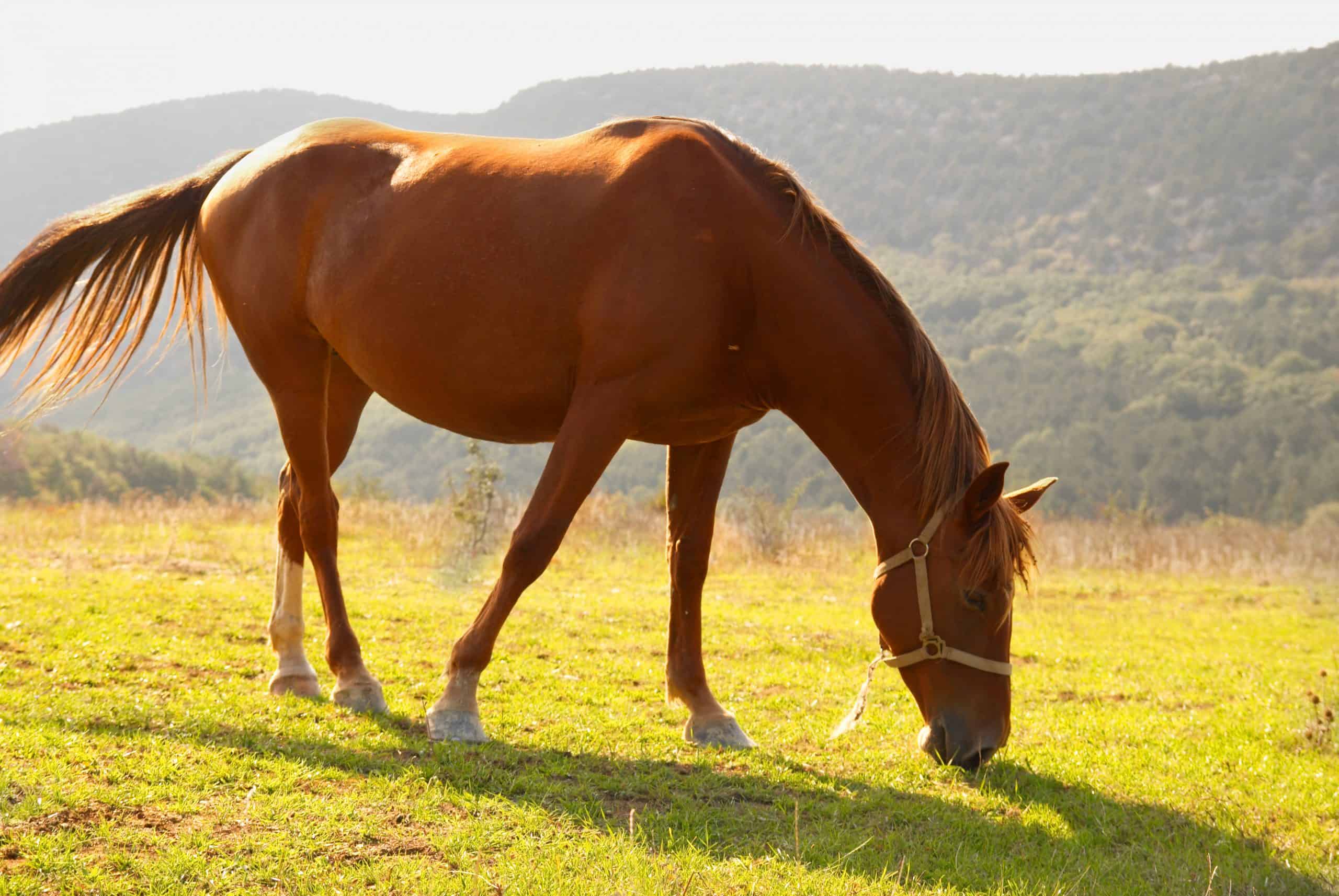Grazing horse in the field.