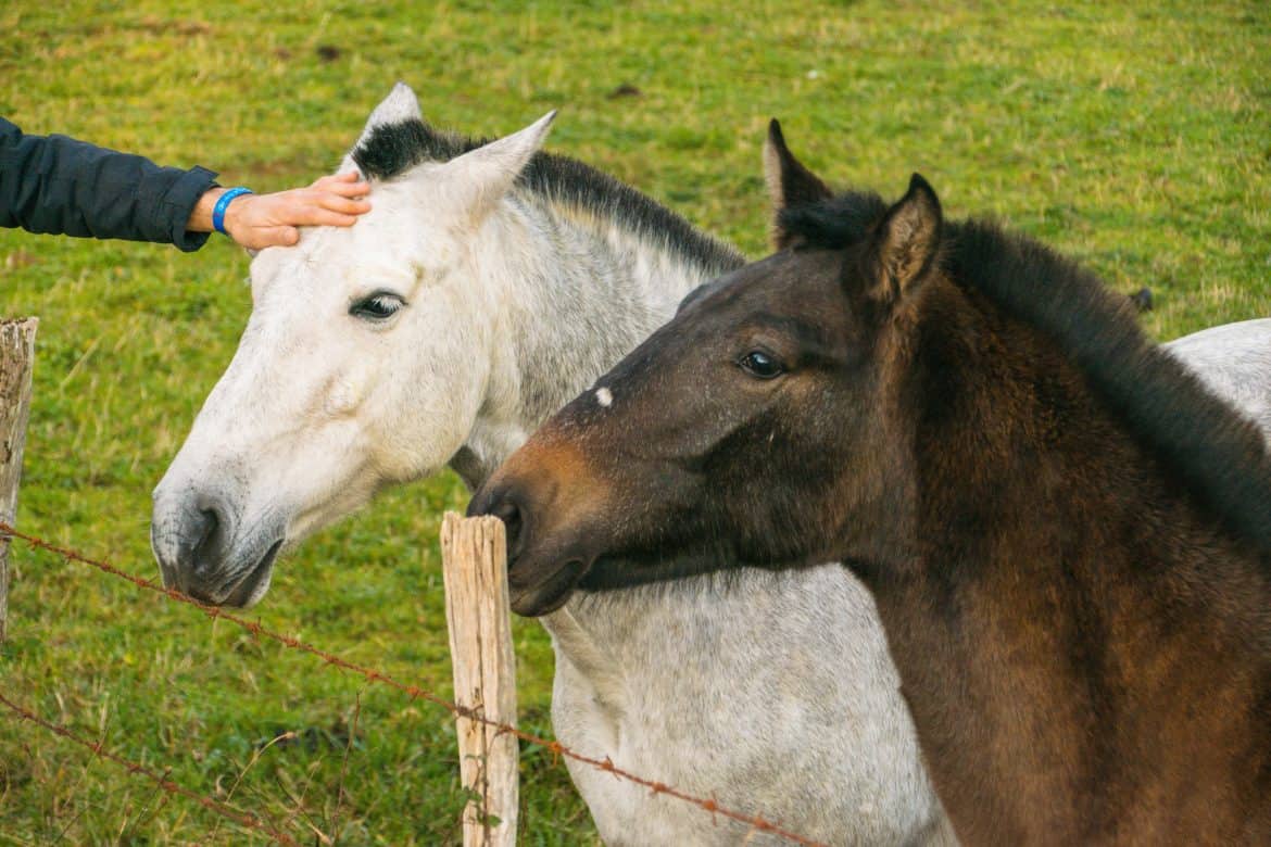 6 Ways You Can Help Horses In Need