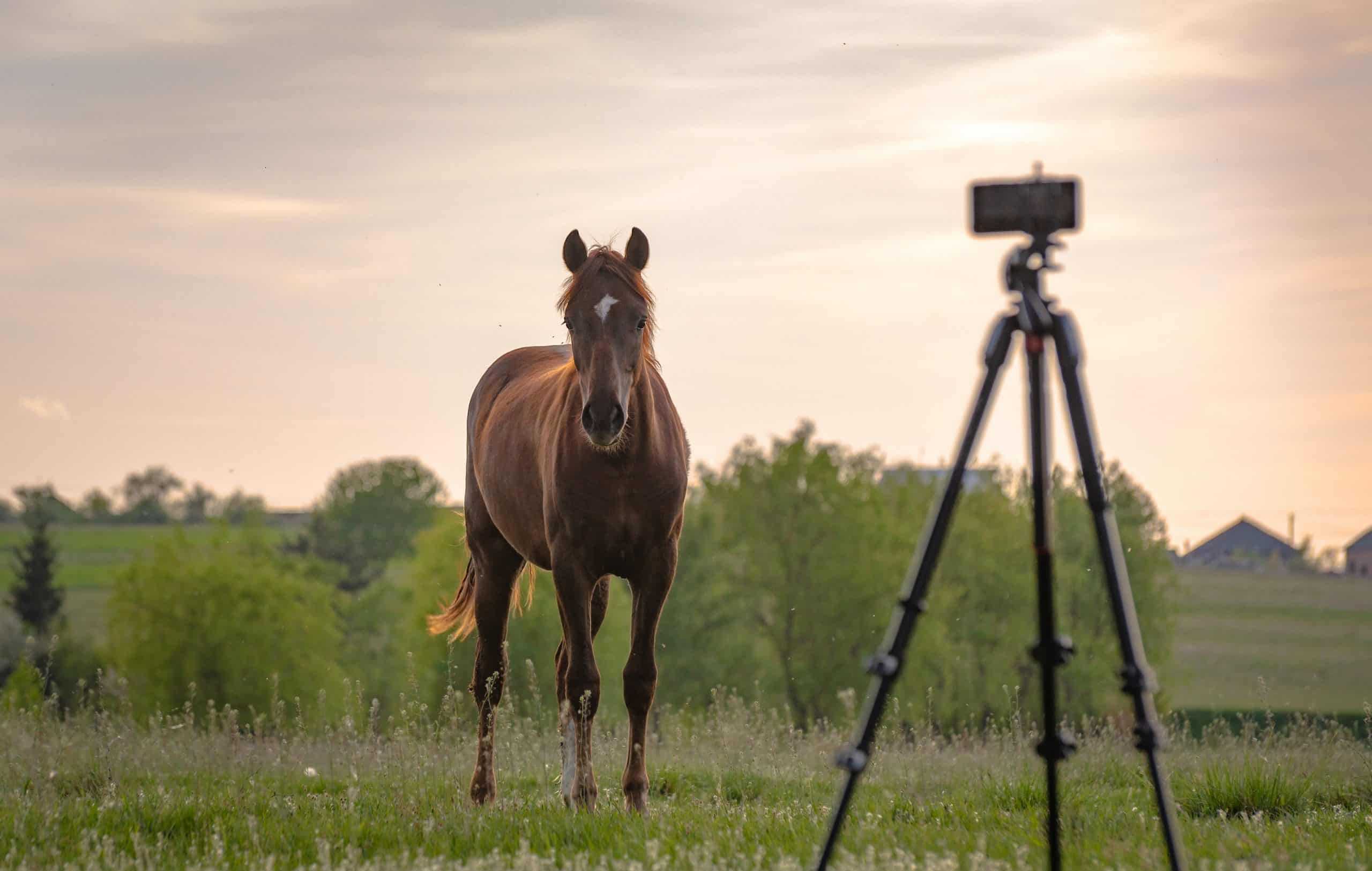 horse picture tips in field