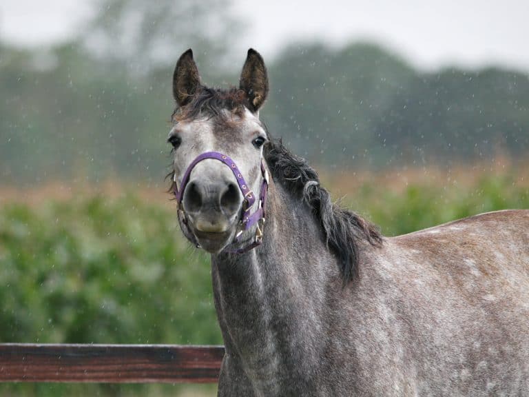 A grey horse in a halter stands in a field in the rain.