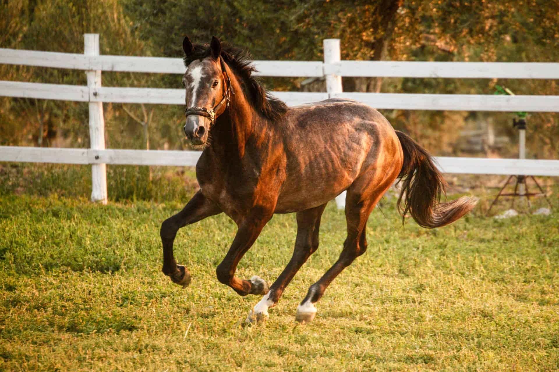 6 Weight Loss Tips For Horses