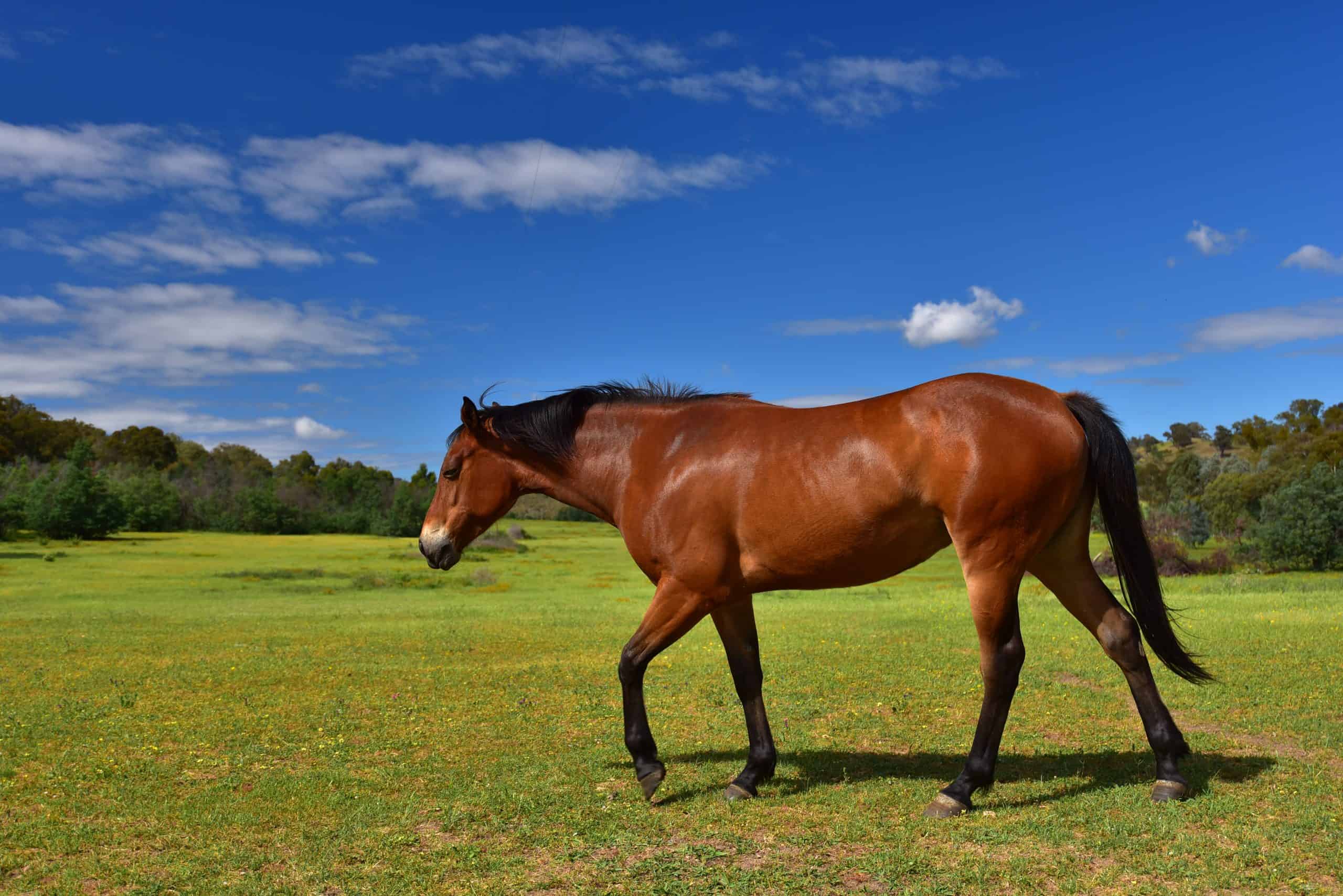 Horse eating grass in a farm