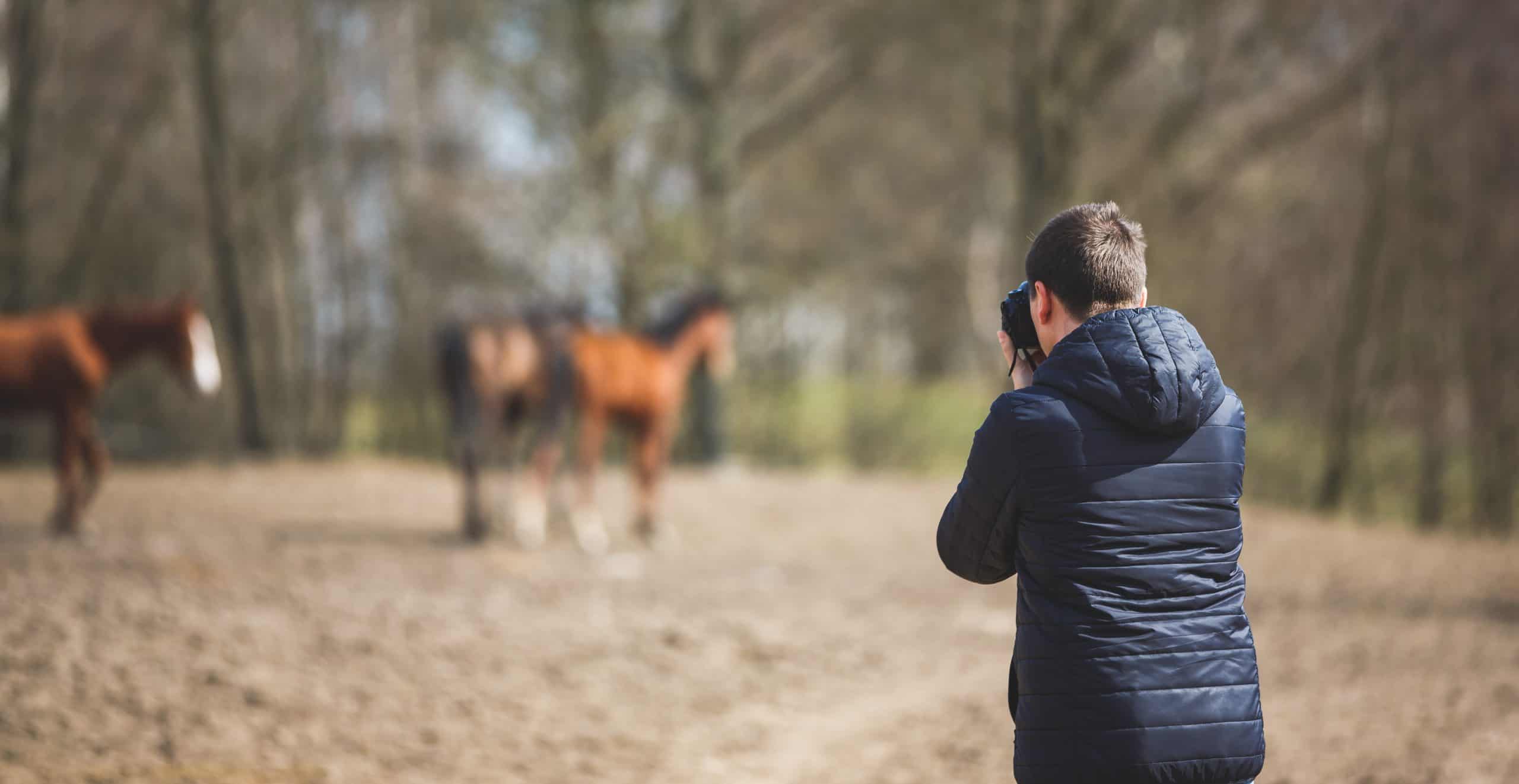 The man takes pictures of horses on the meadow, spring time