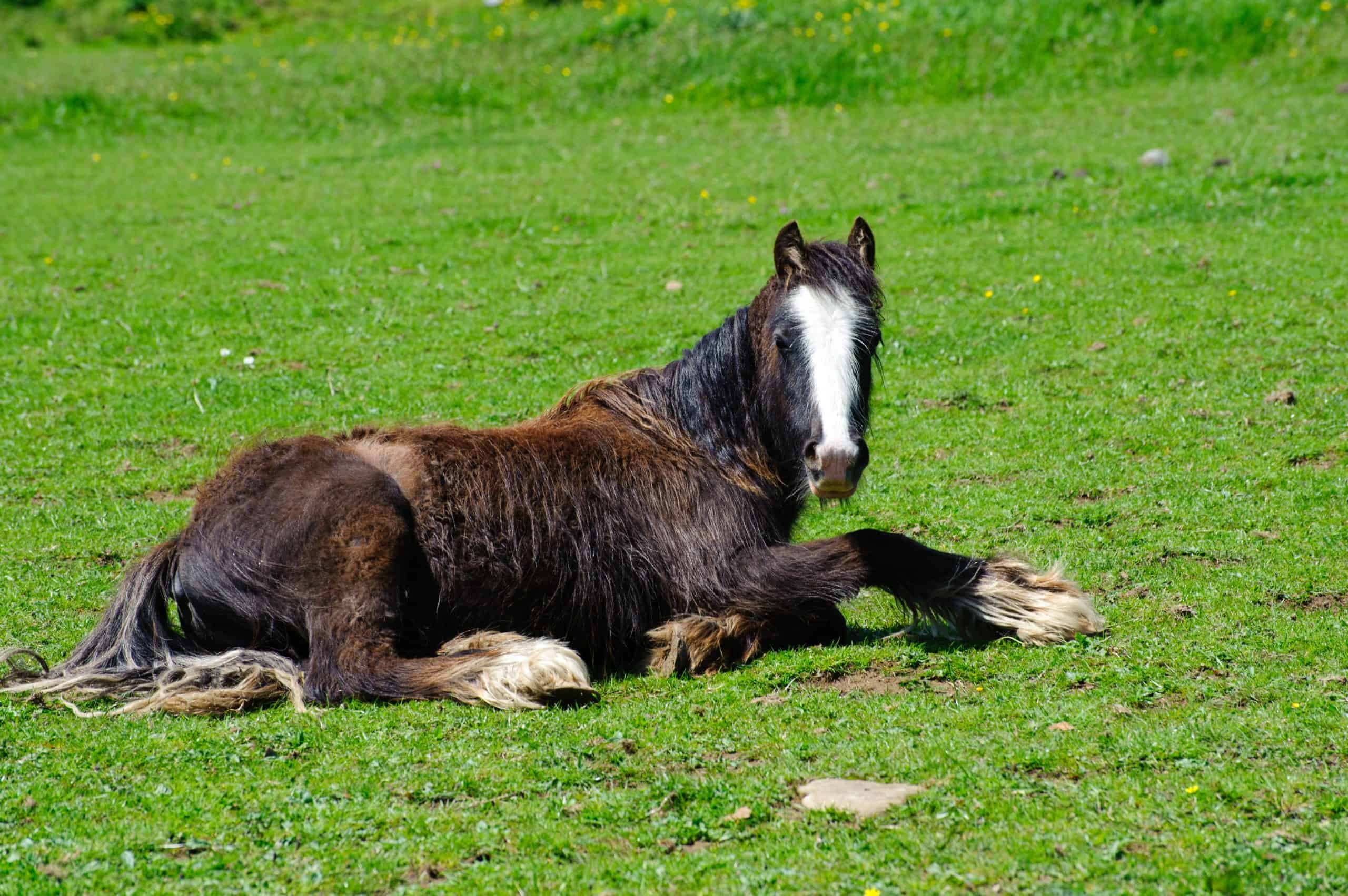 Rescued neglected horse resting and recovering in a green field