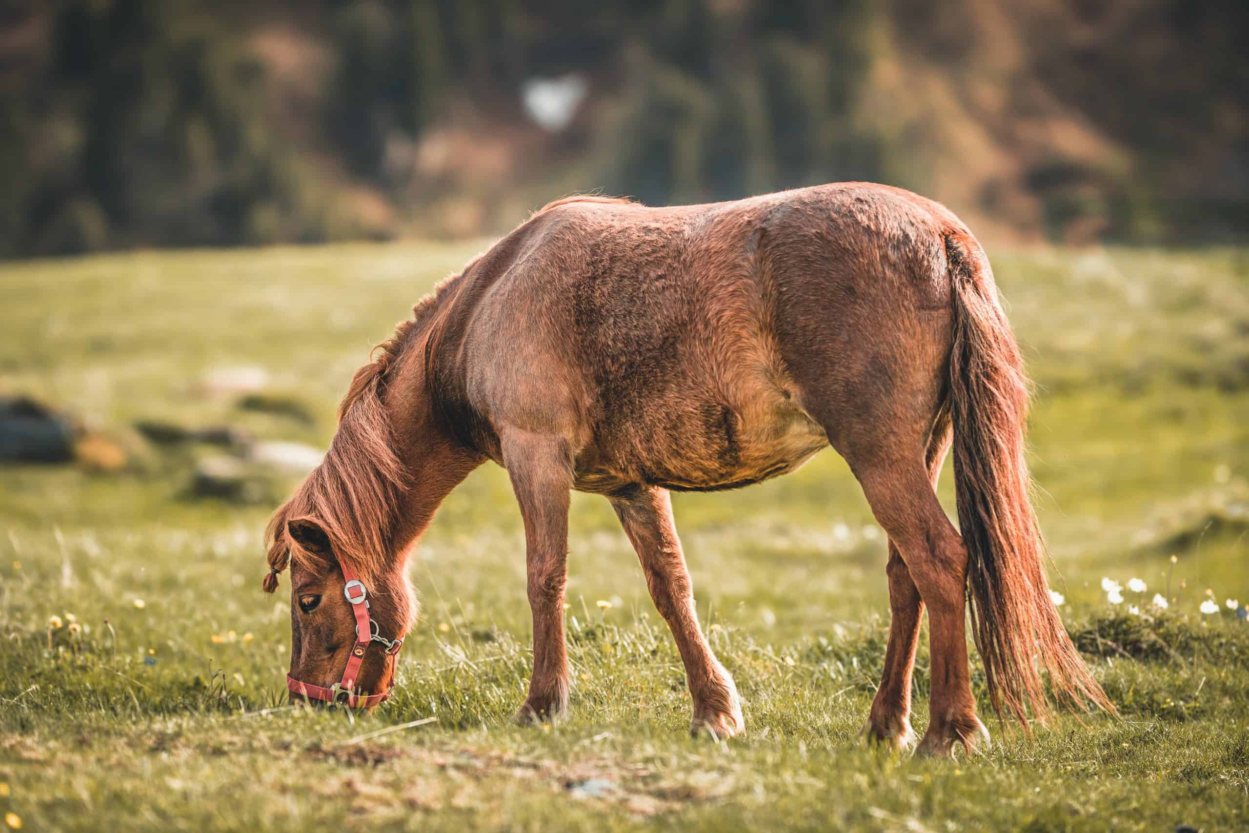 symptoms of ulcers in horses grazing