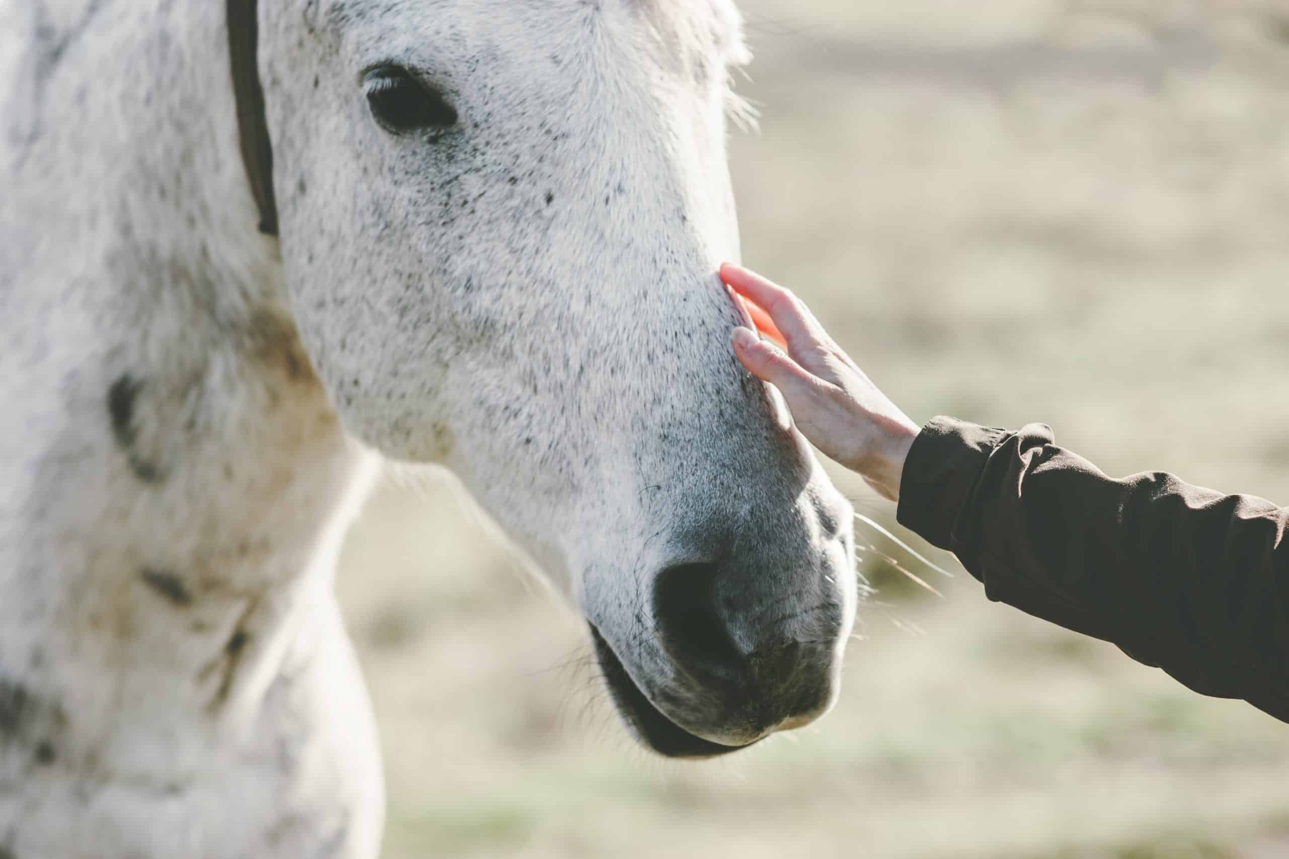 White Horse head hand touching Lifestyle animal and people friendship Travel concept