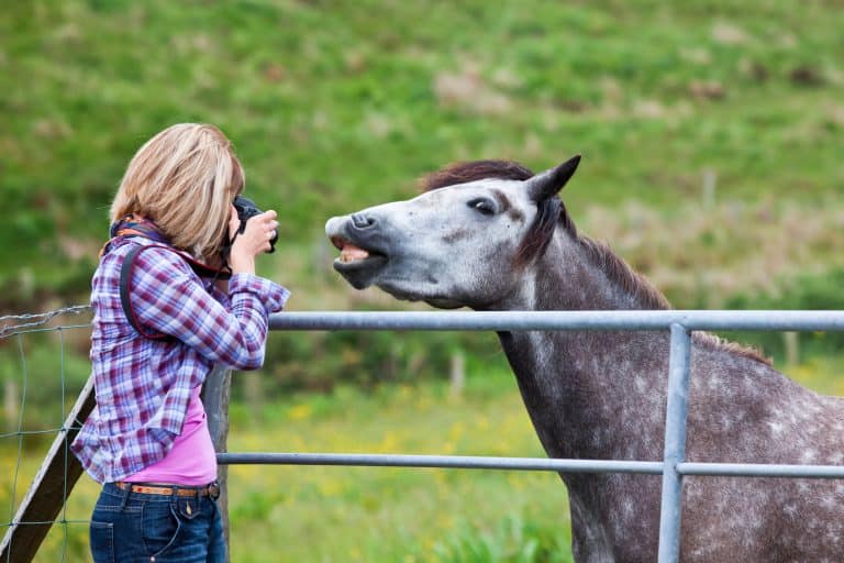 Women taking a close-up photo of a horse