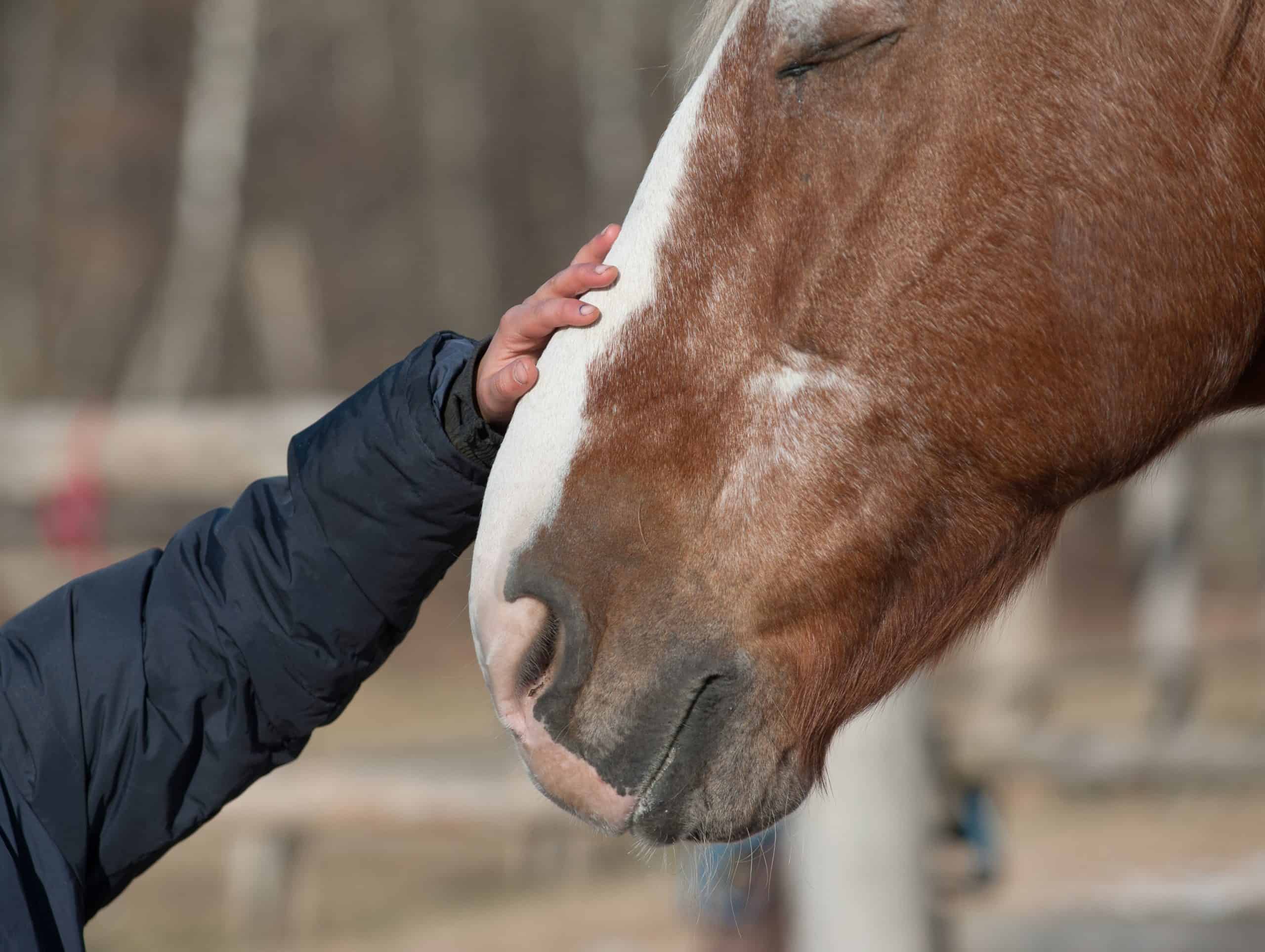 kid hand caressing horse close up
