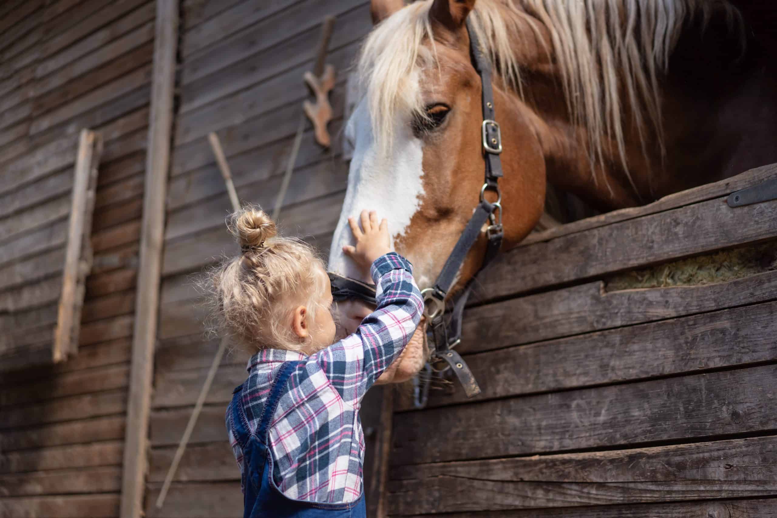 preteen kid palming big horse at farm
