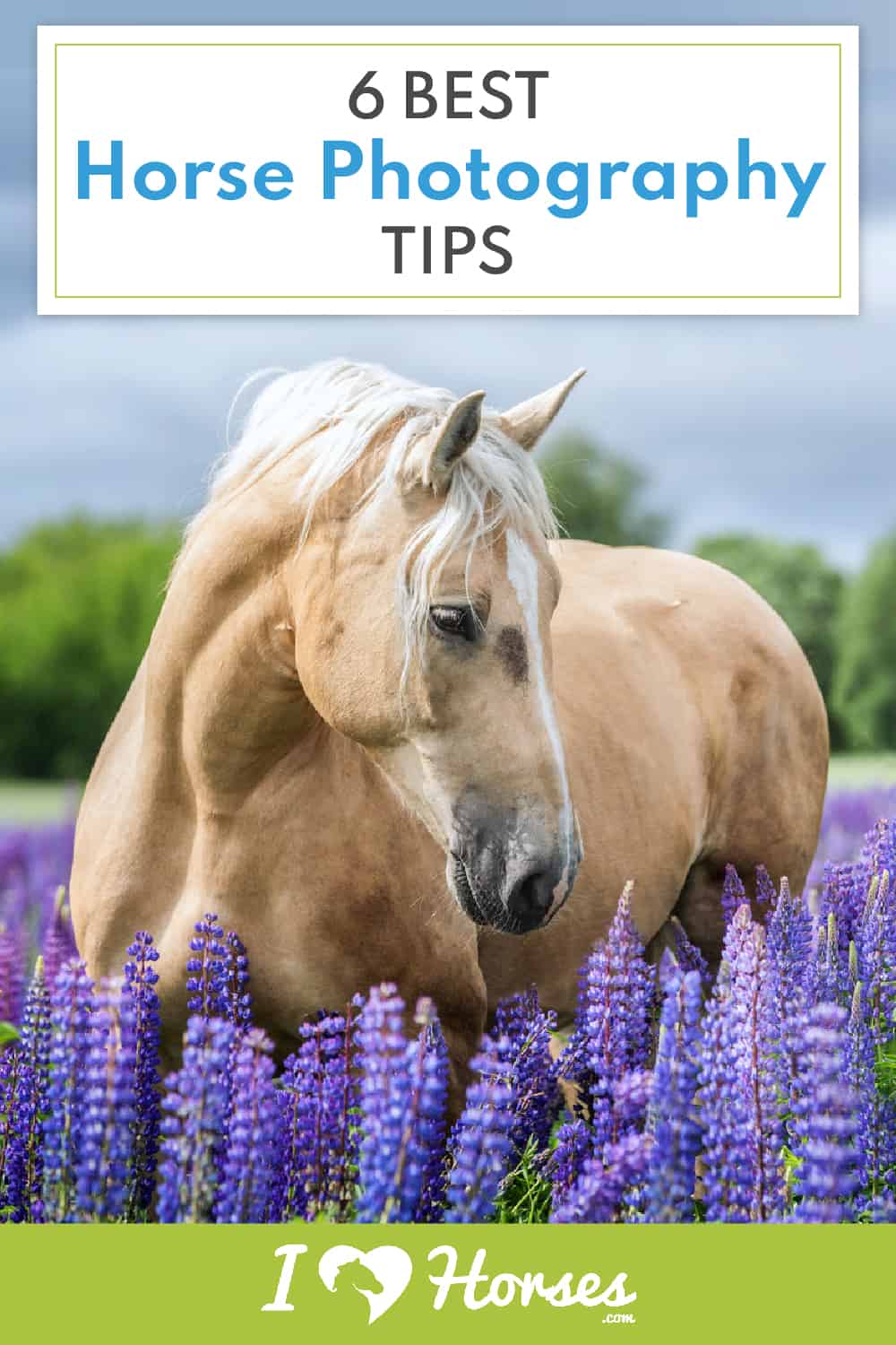 horse picture tips