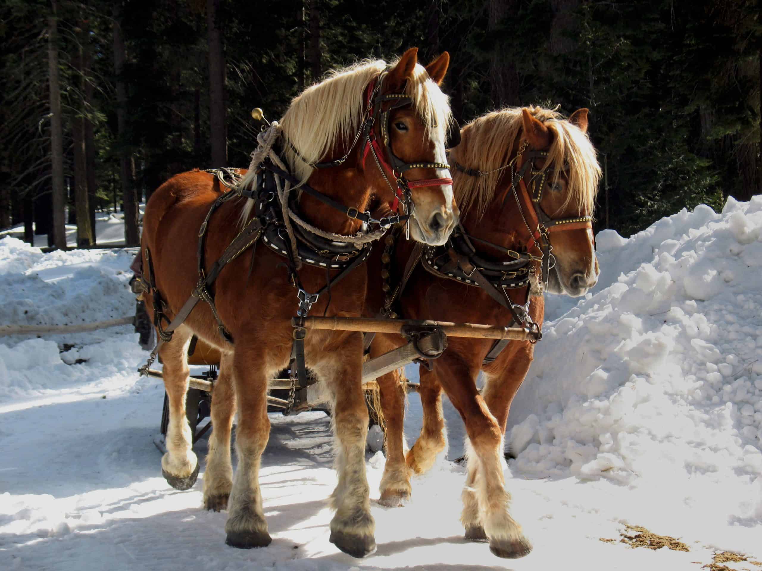 Two Belgian Draft Horses pulling a sleigh in the snow.