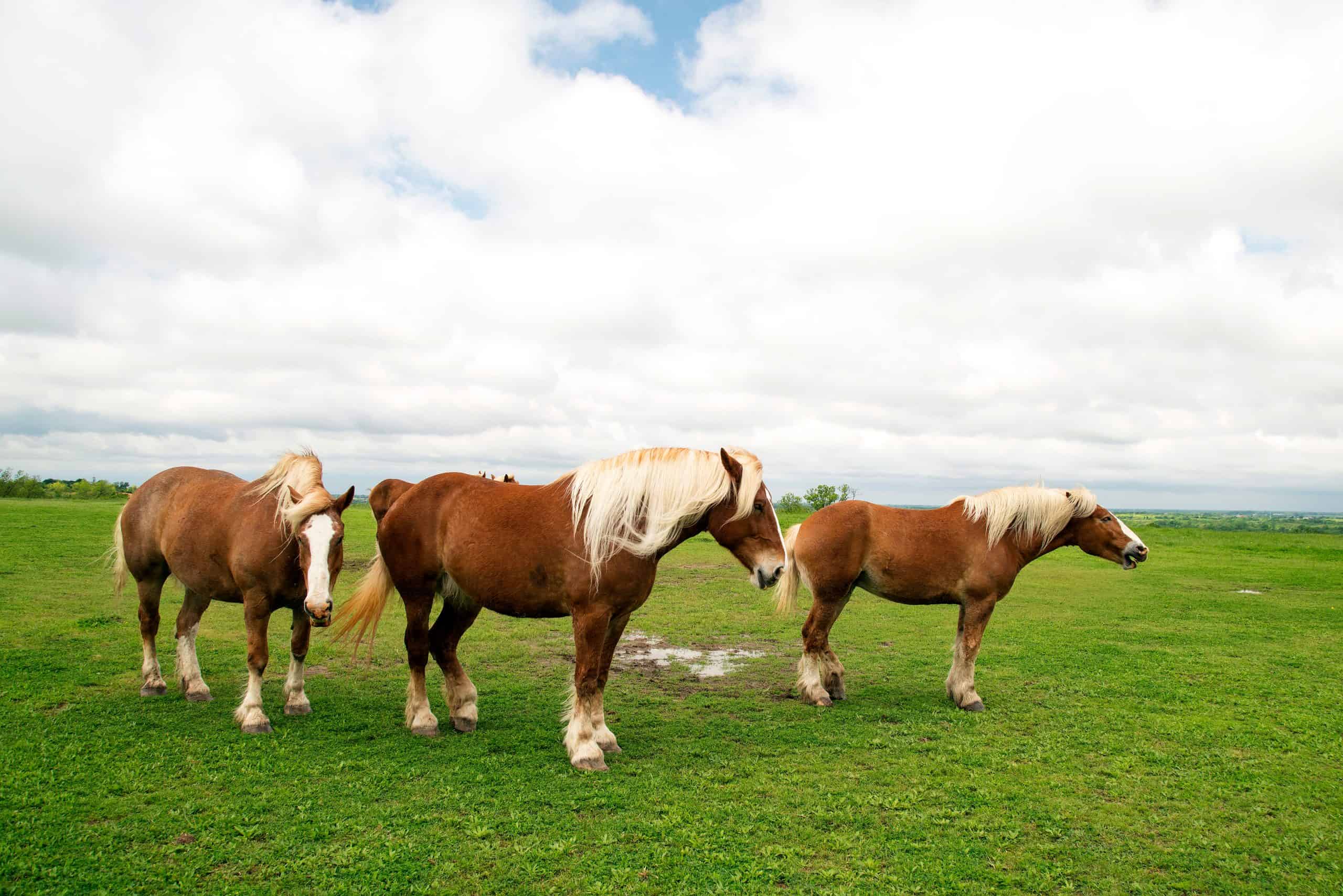 Belgian draft horses near Ennis, Texas