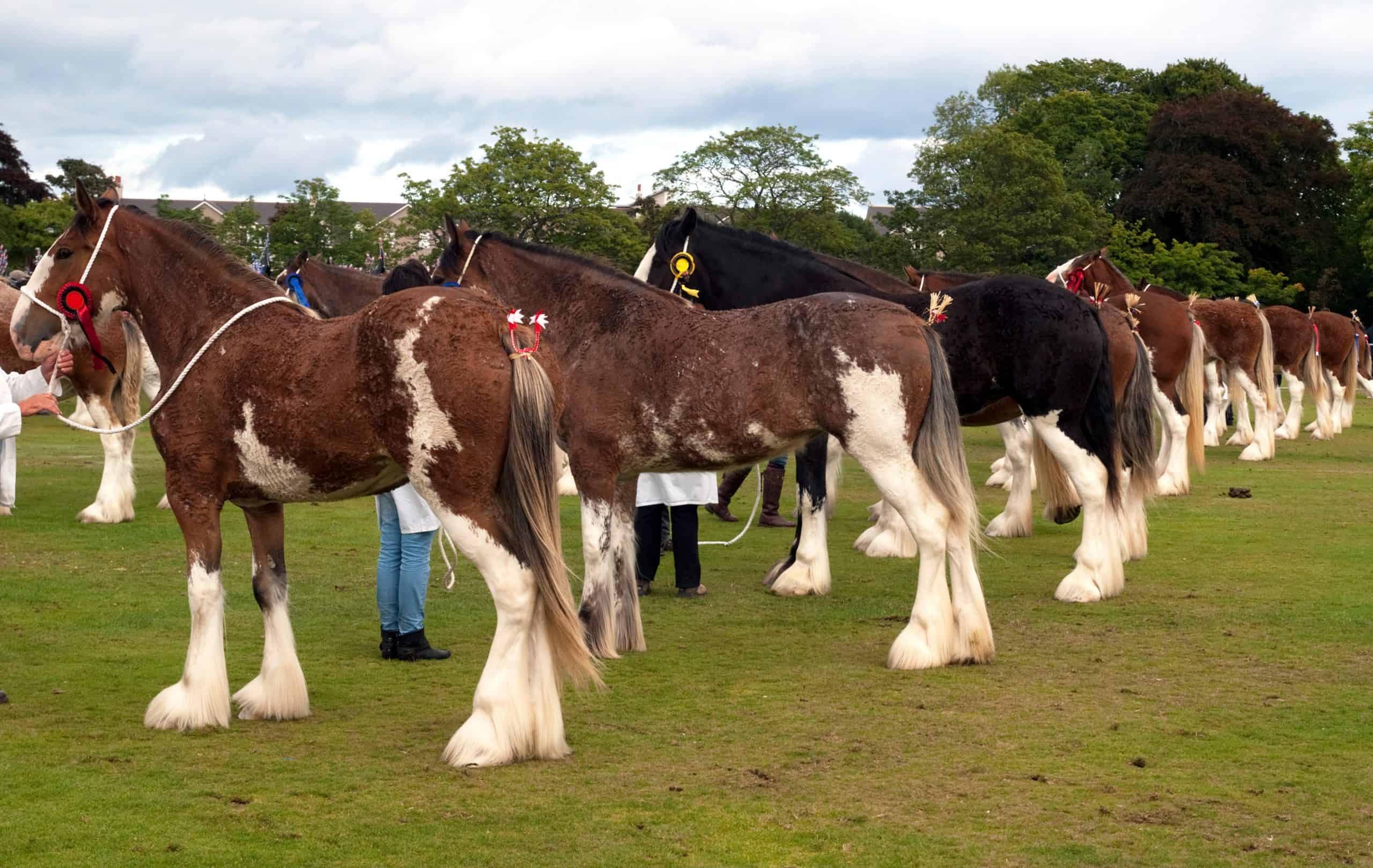 Line up of Clydesdale horses at an agricultural show