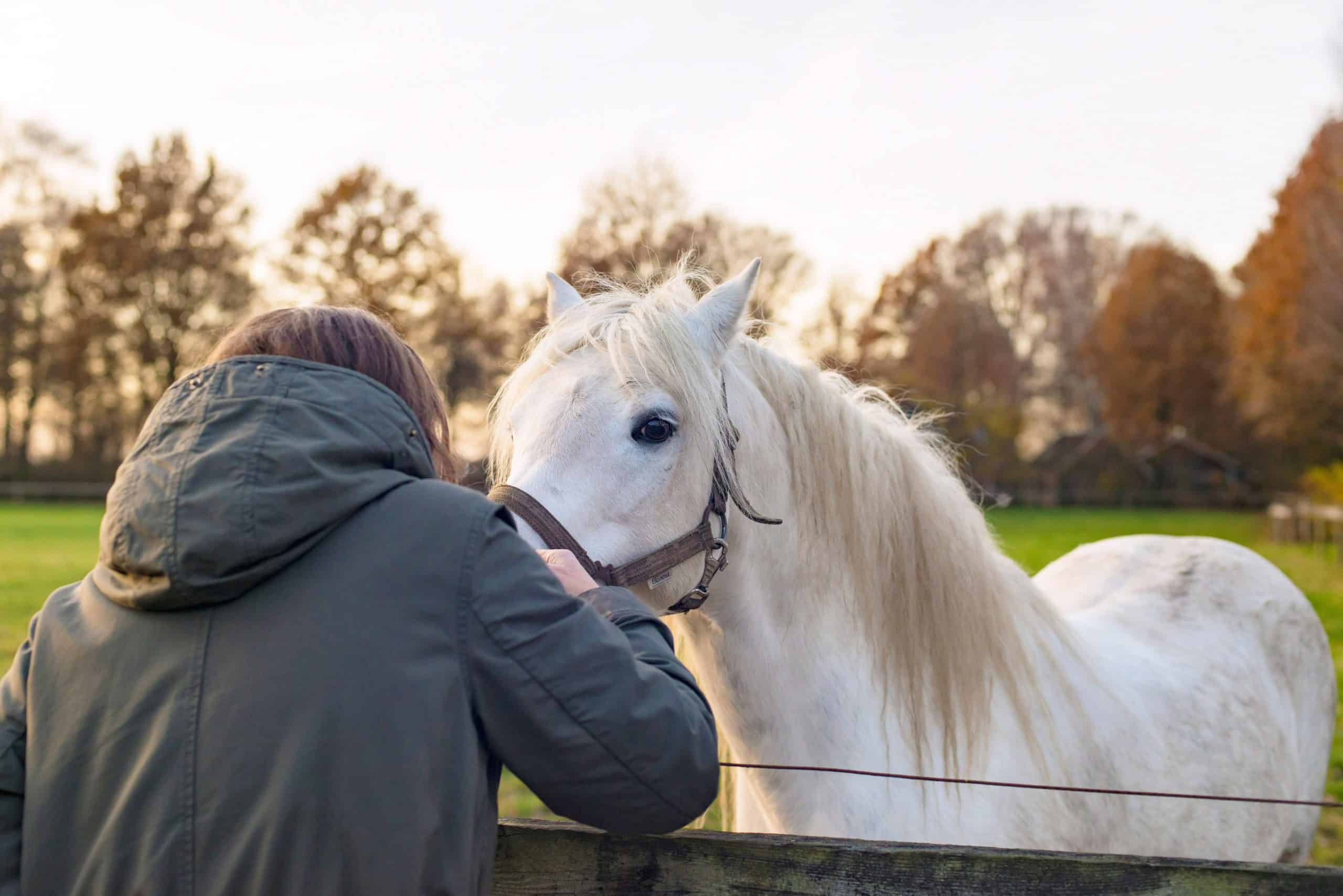 Brunette woman hugging white pony near fence. Rear view.