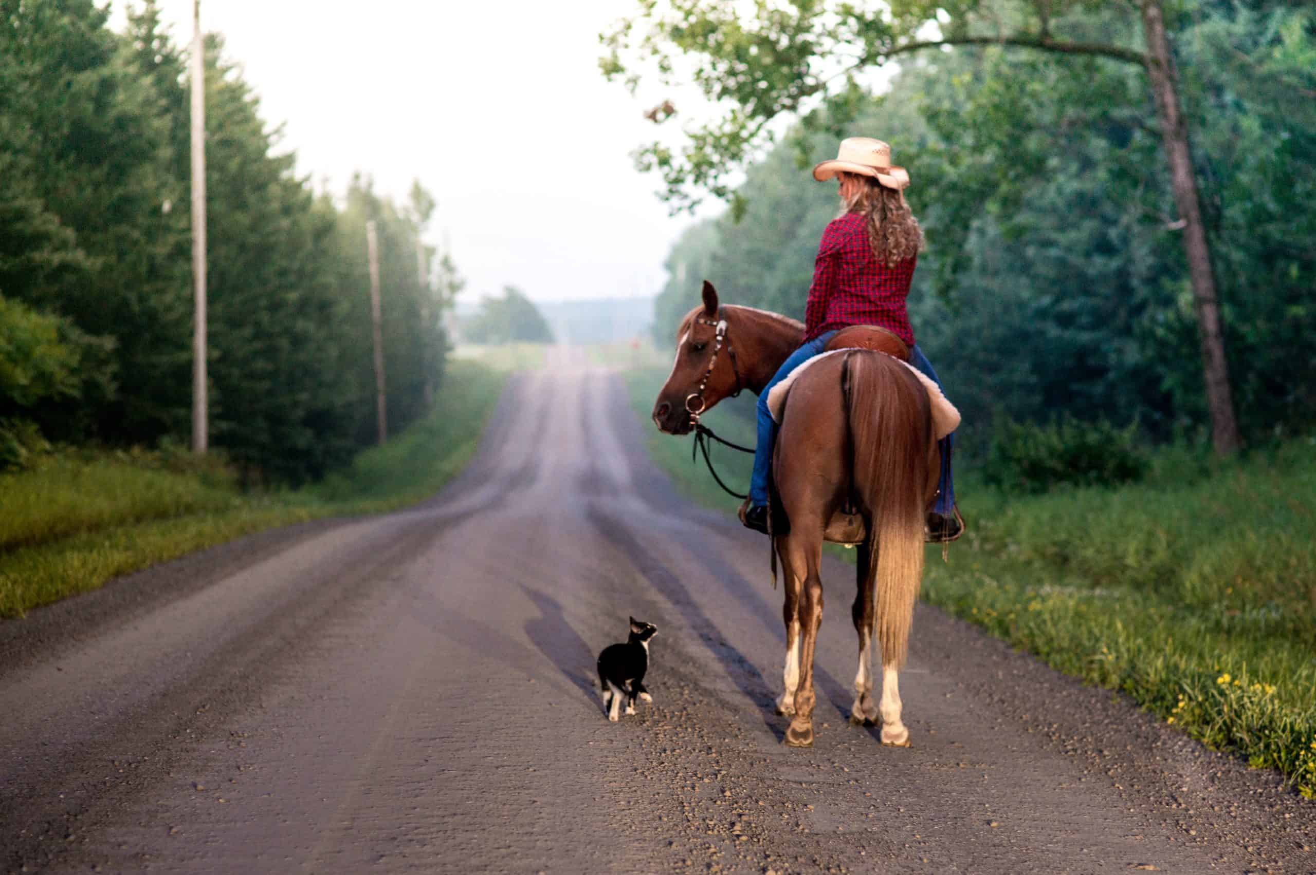 Cat follows Horseback Rider on Country Road in Summer Time