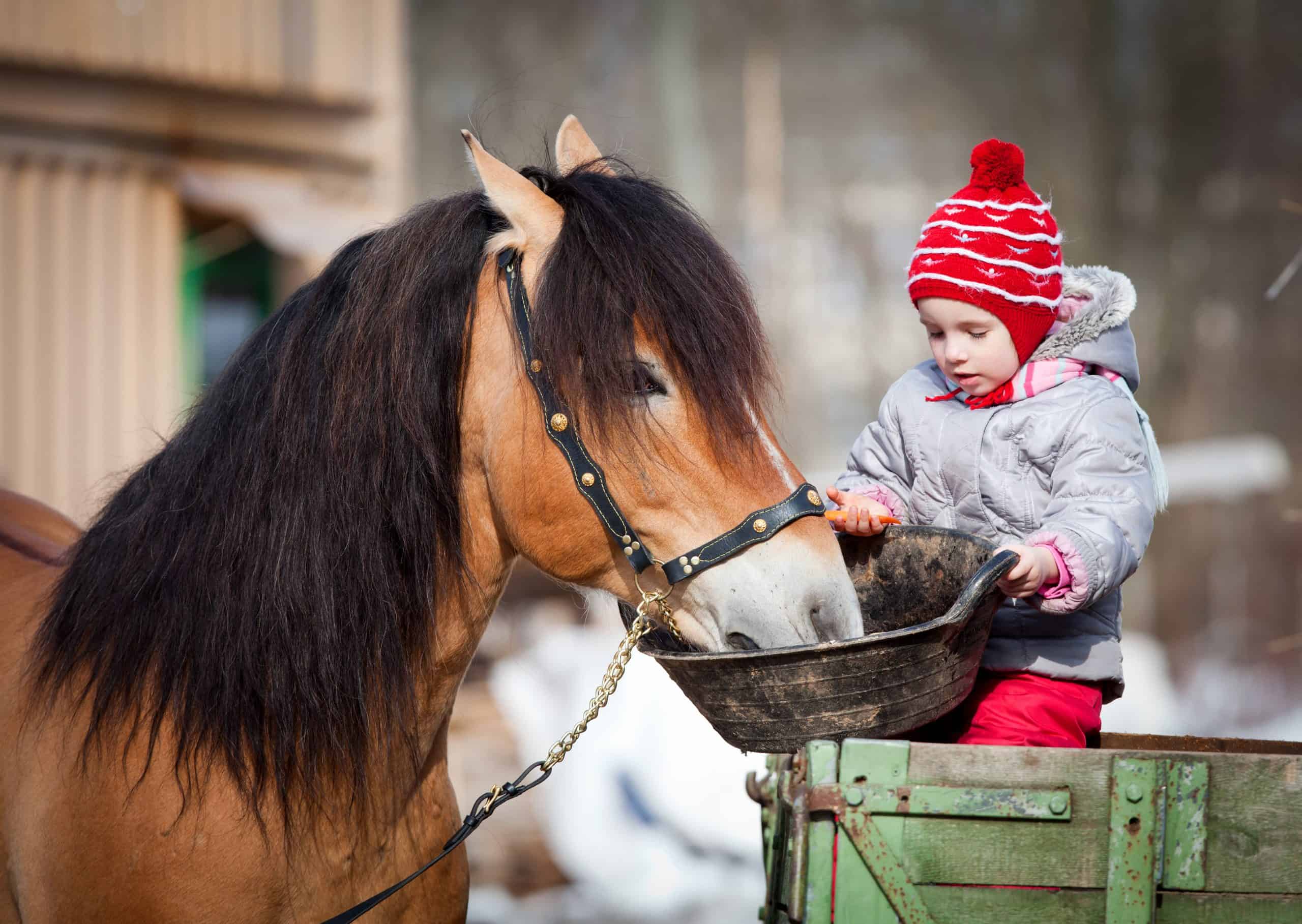 Girl feeding a horse, sitting on a cart in the winter.