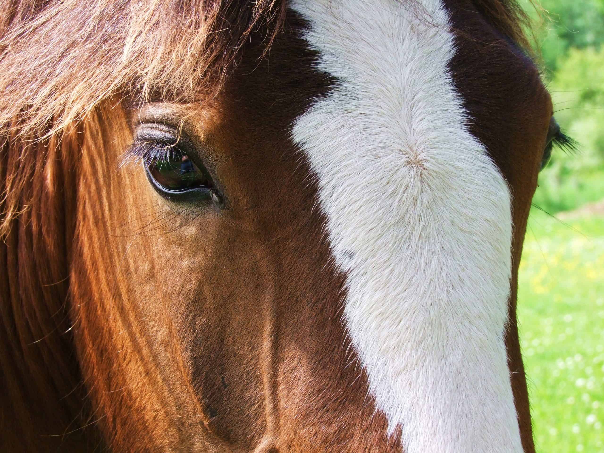 Close up head shot of a Clydesdale Horse