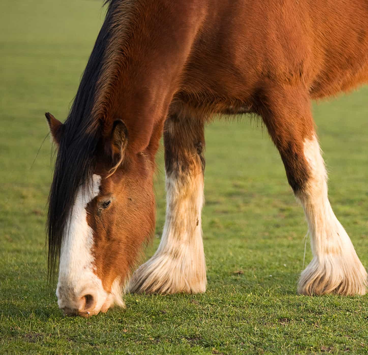 "Two Clydesdale horses grazing in a field in the evening light.For more, see my lightbox"