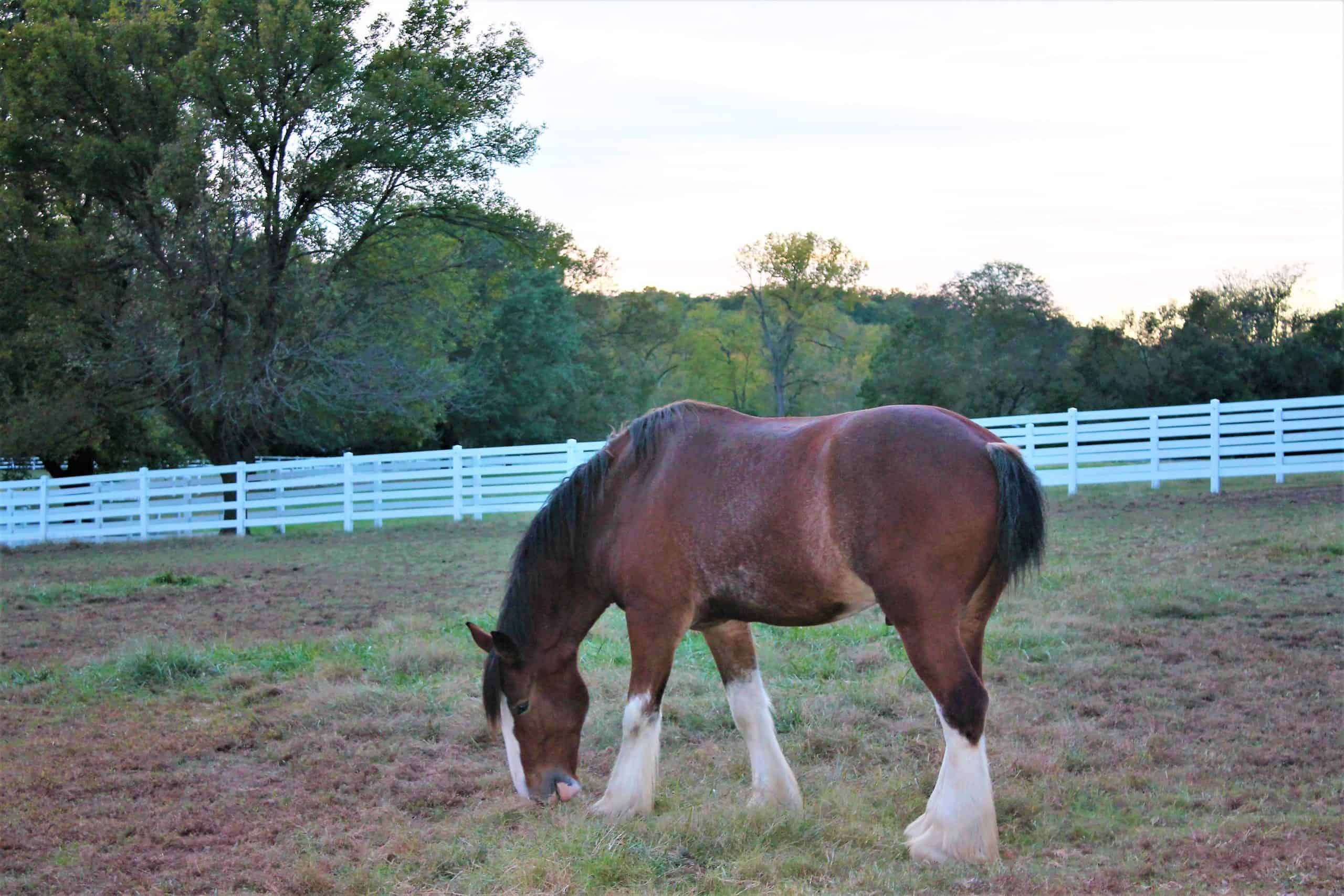 Images of Clydesdale horses in a paddock