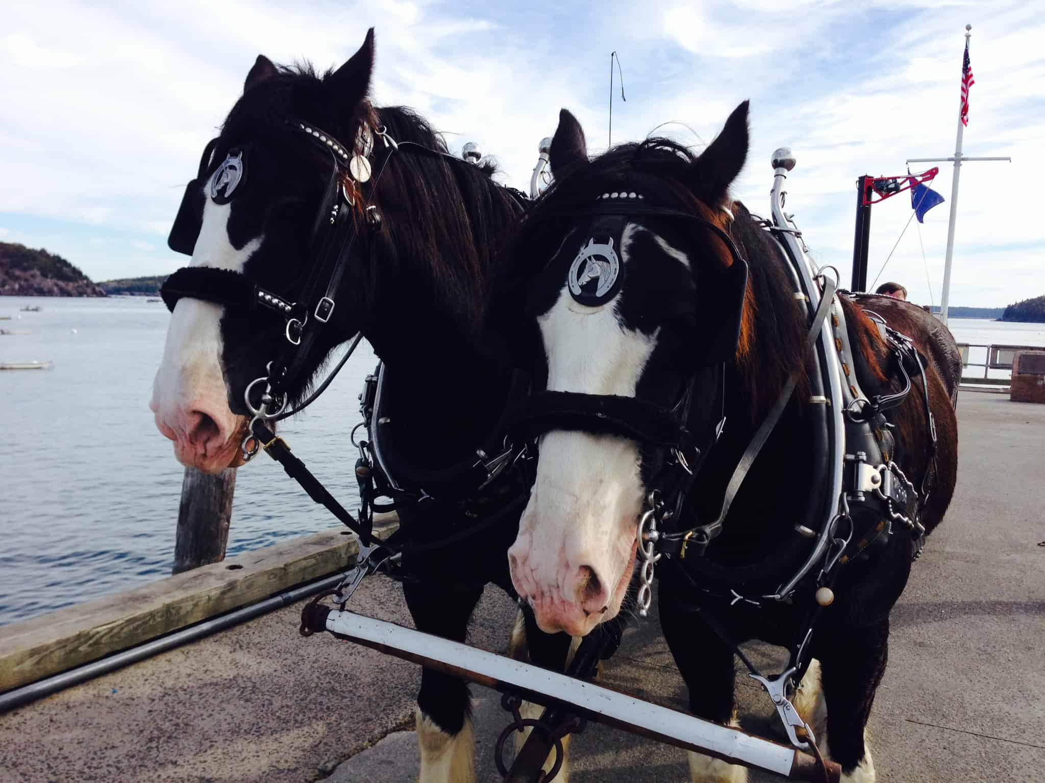 Clydesdale horses.