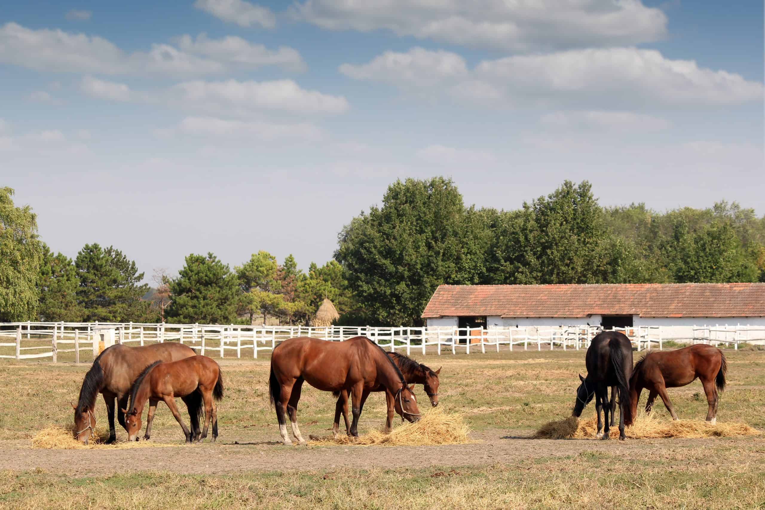 horses in corral farm scene
