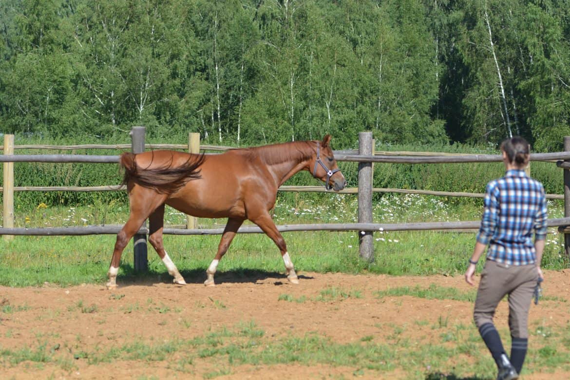 6 Reasons To Do Groundwork With Your Horse