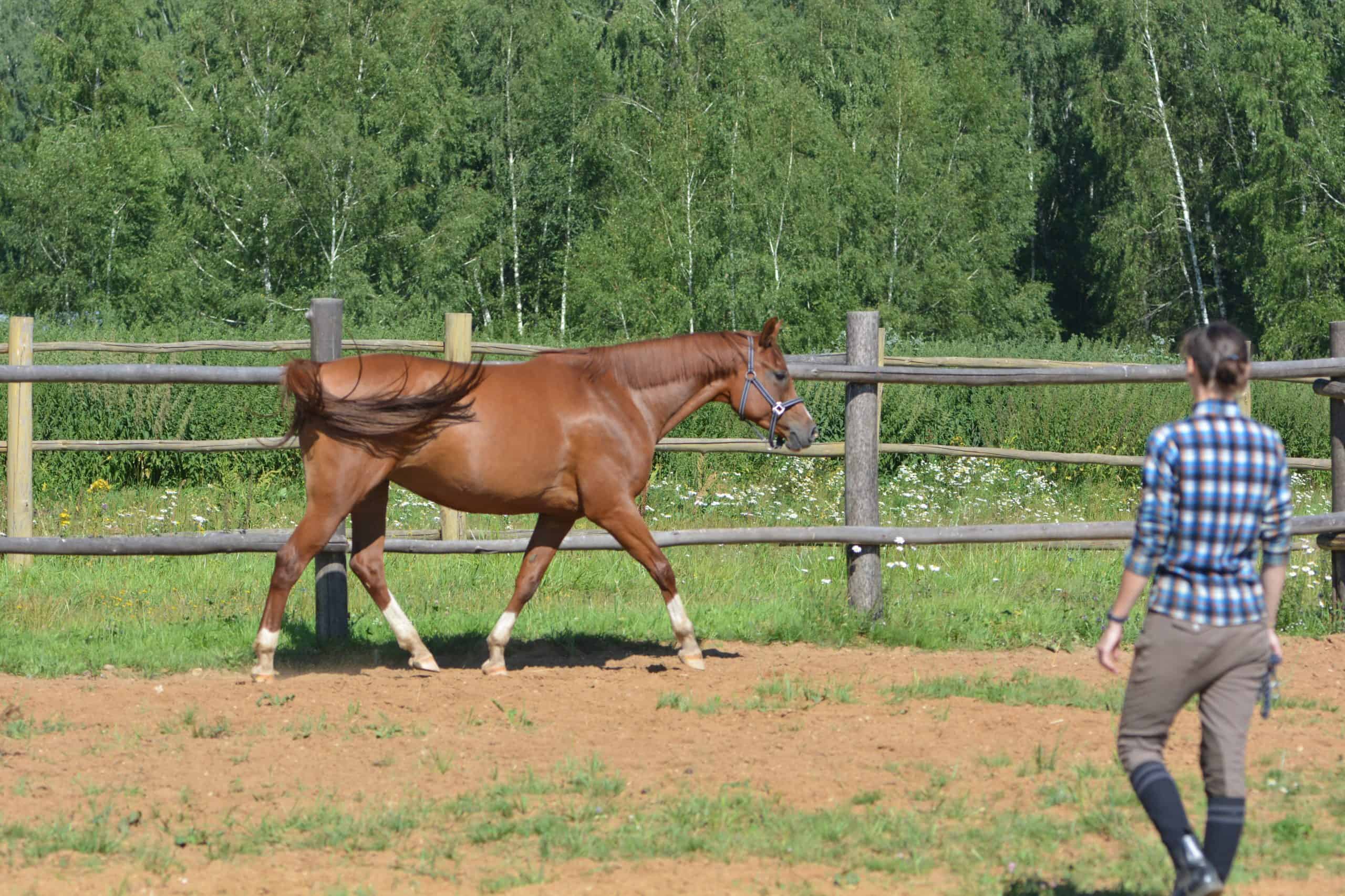 groundwork for horses