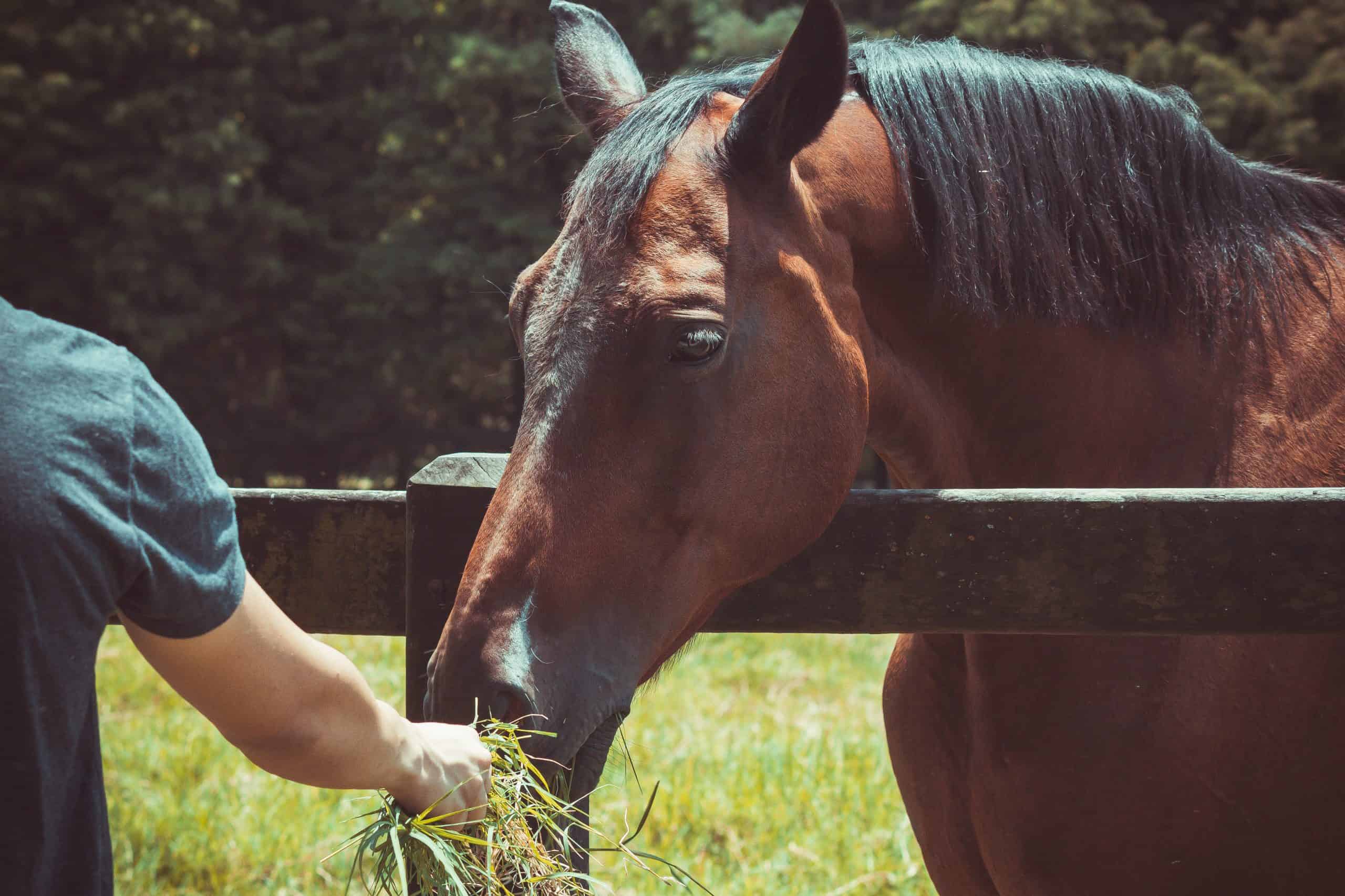 horse colic prevention tips